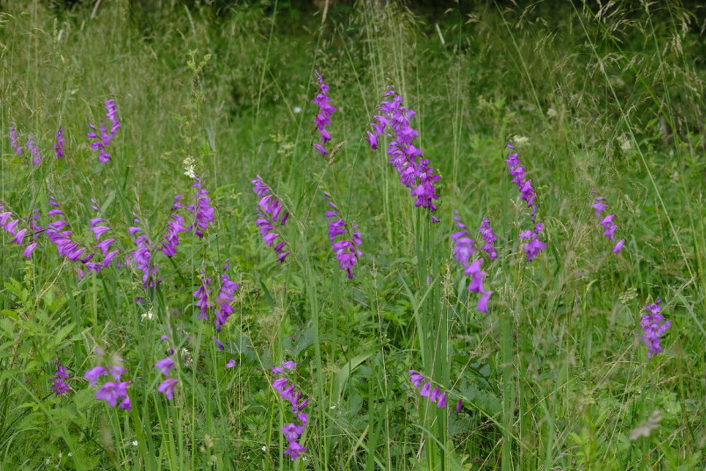 Iliustracija