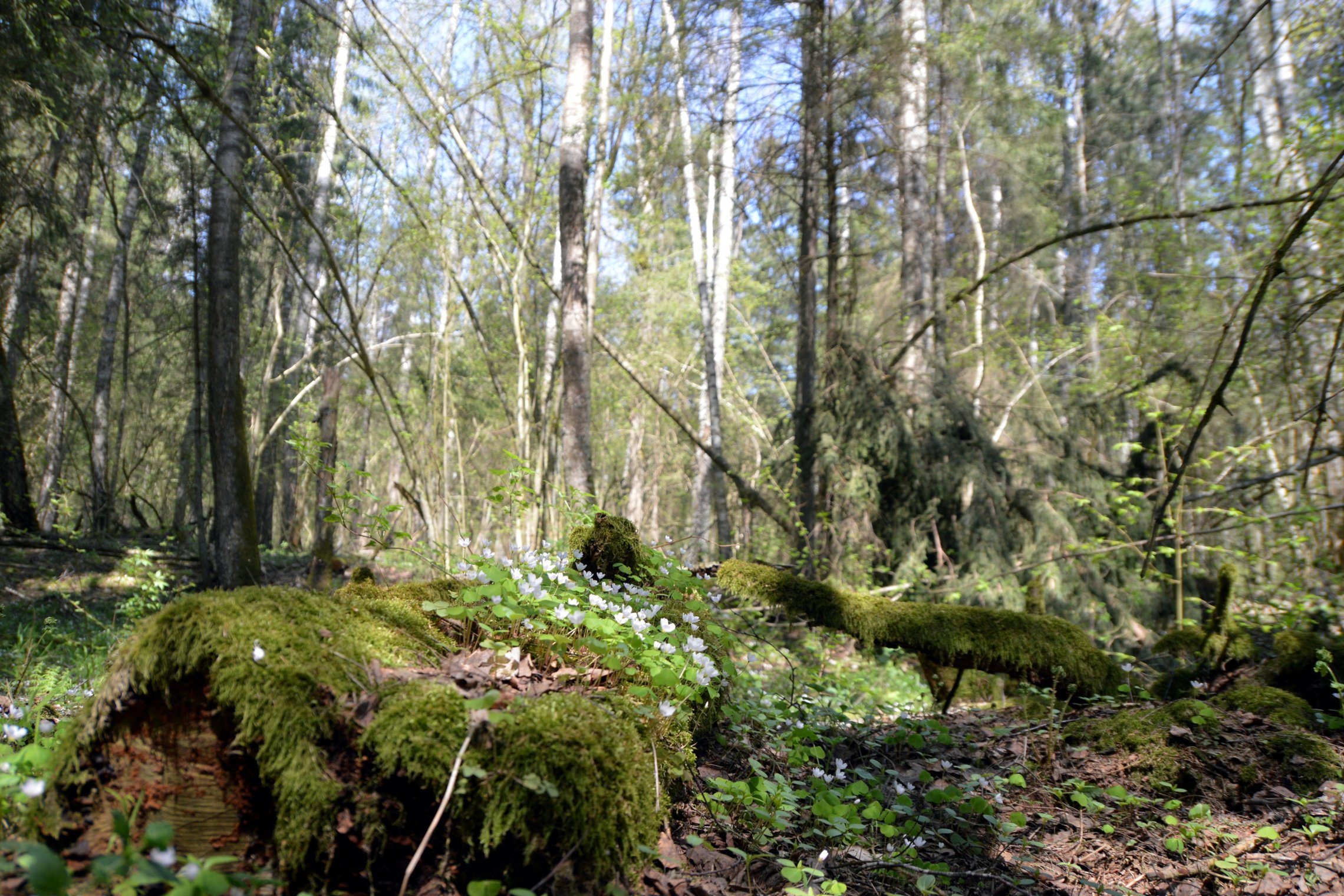 Iliustracija
