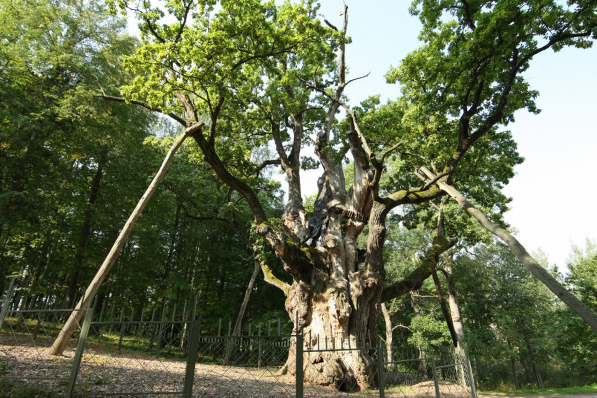 Iliustracija
