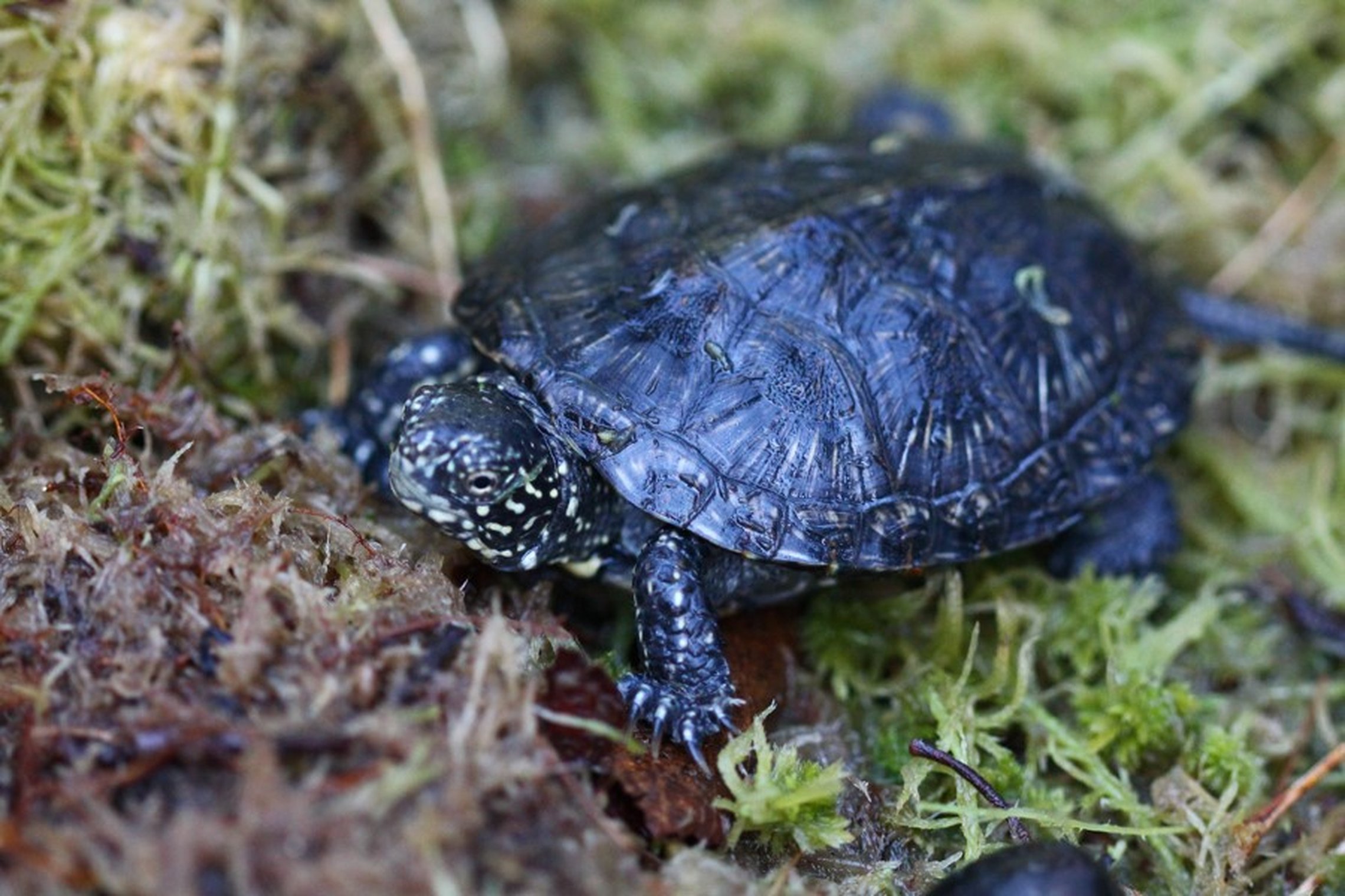 Iliustracija