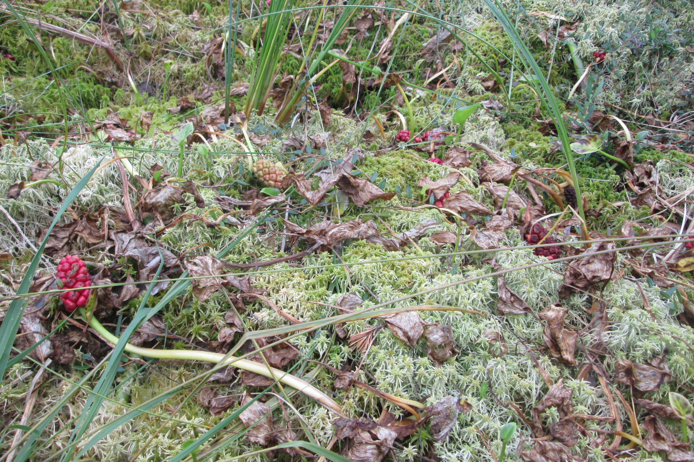 Iliustracija