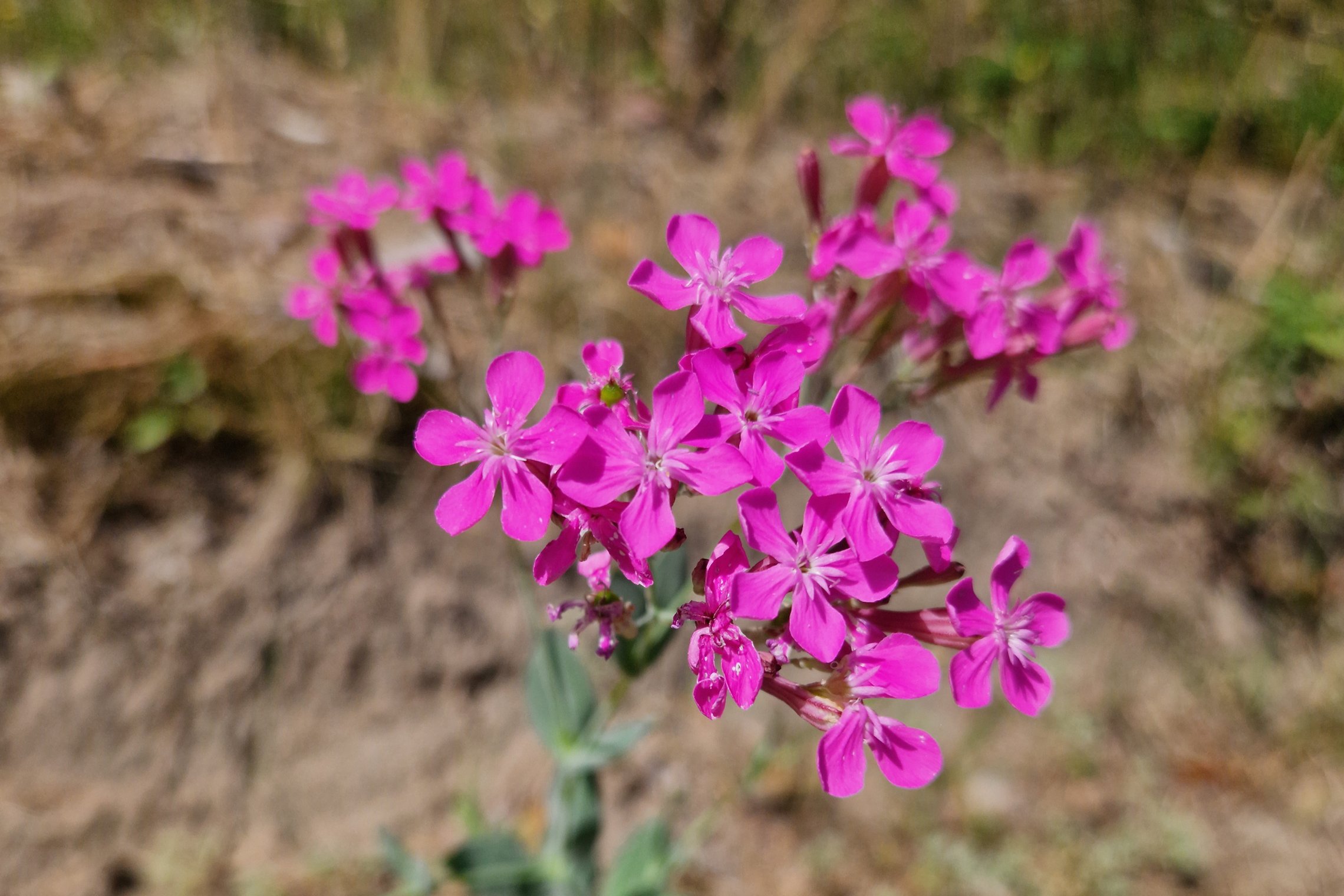 Iliustracija