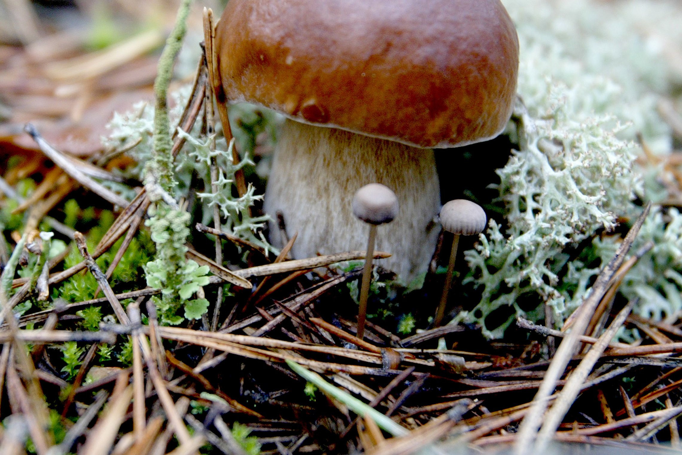 Iliustracija