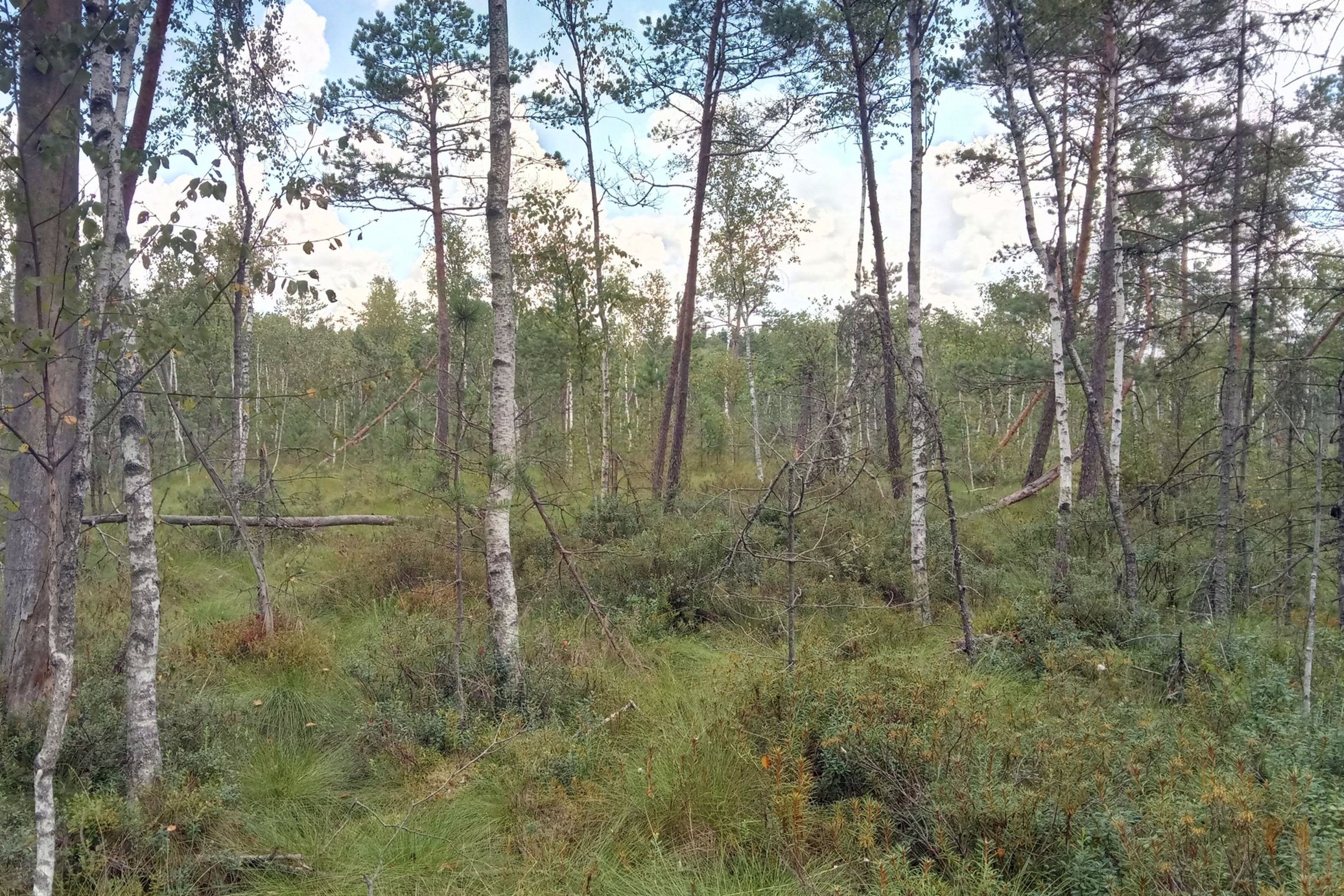 Iliustracija
