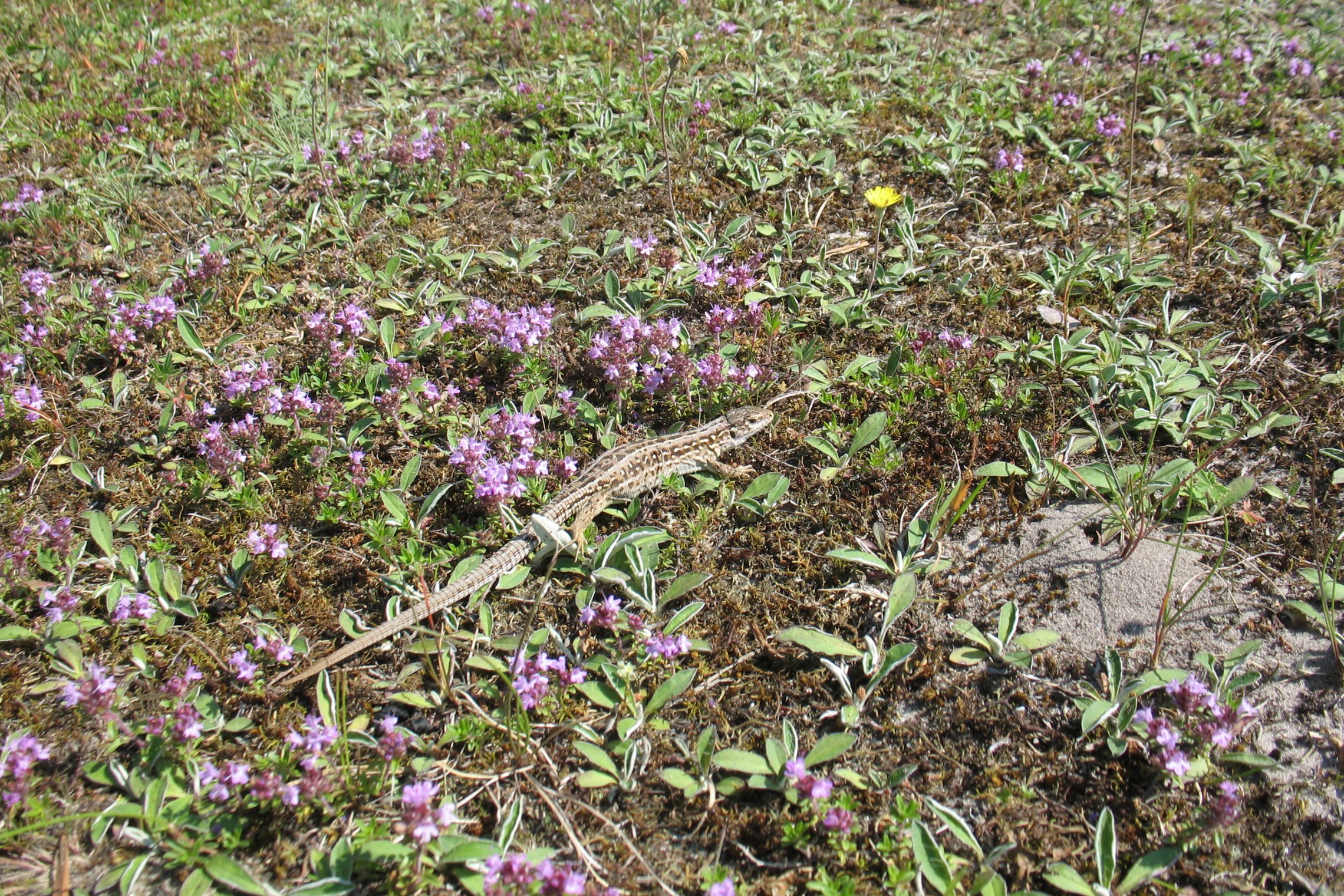 Iliustracija