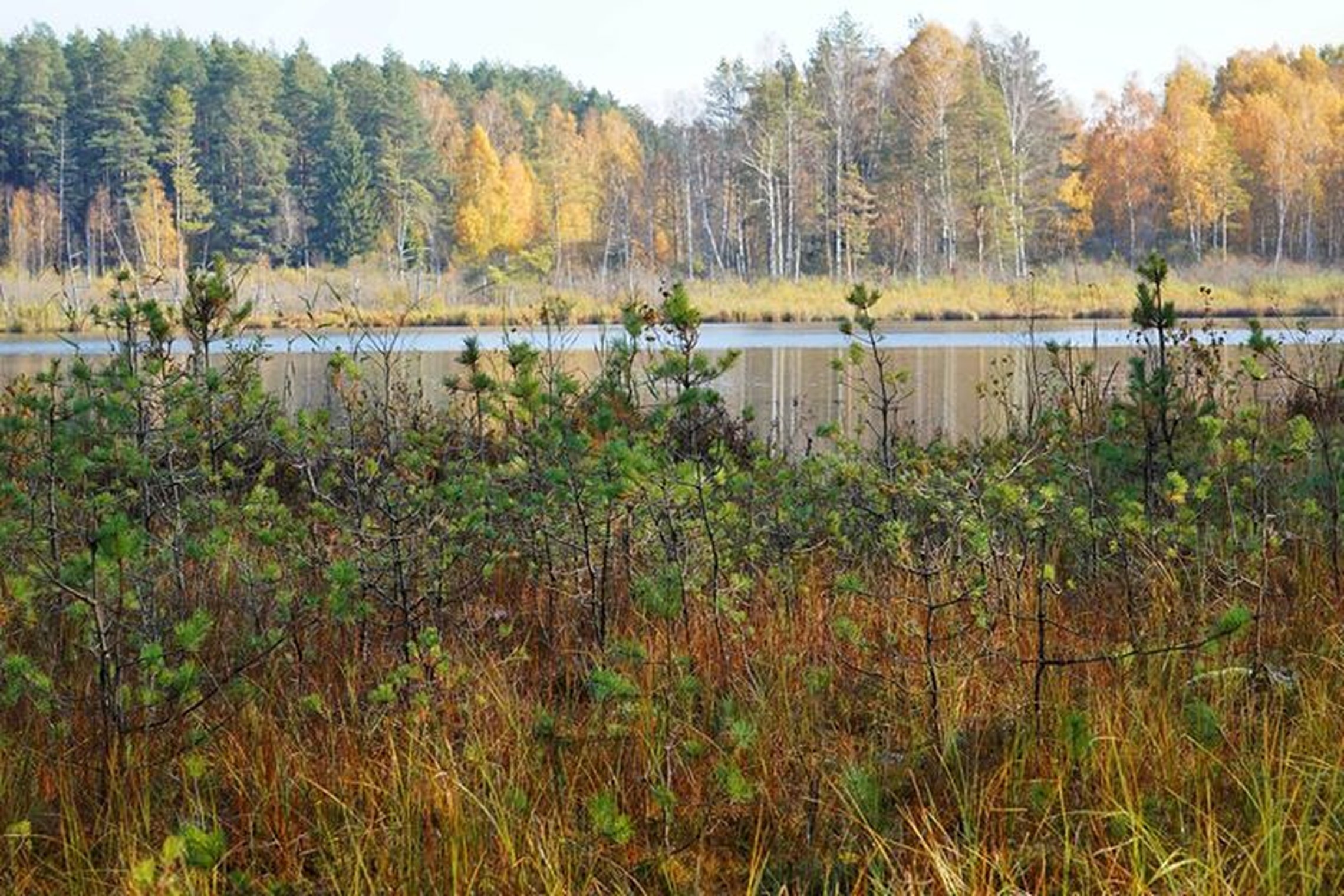 Iliustracija