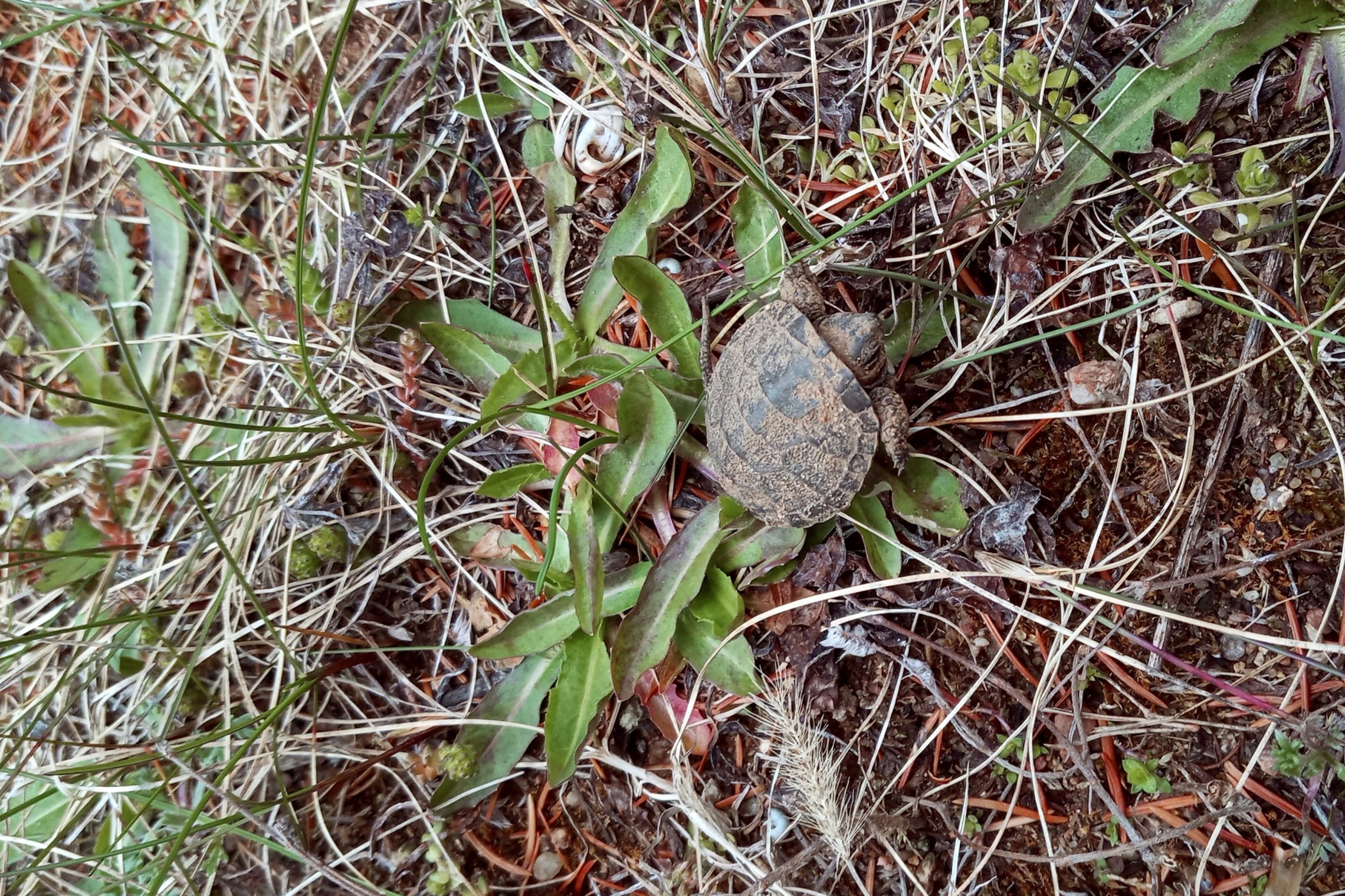Iliustracija