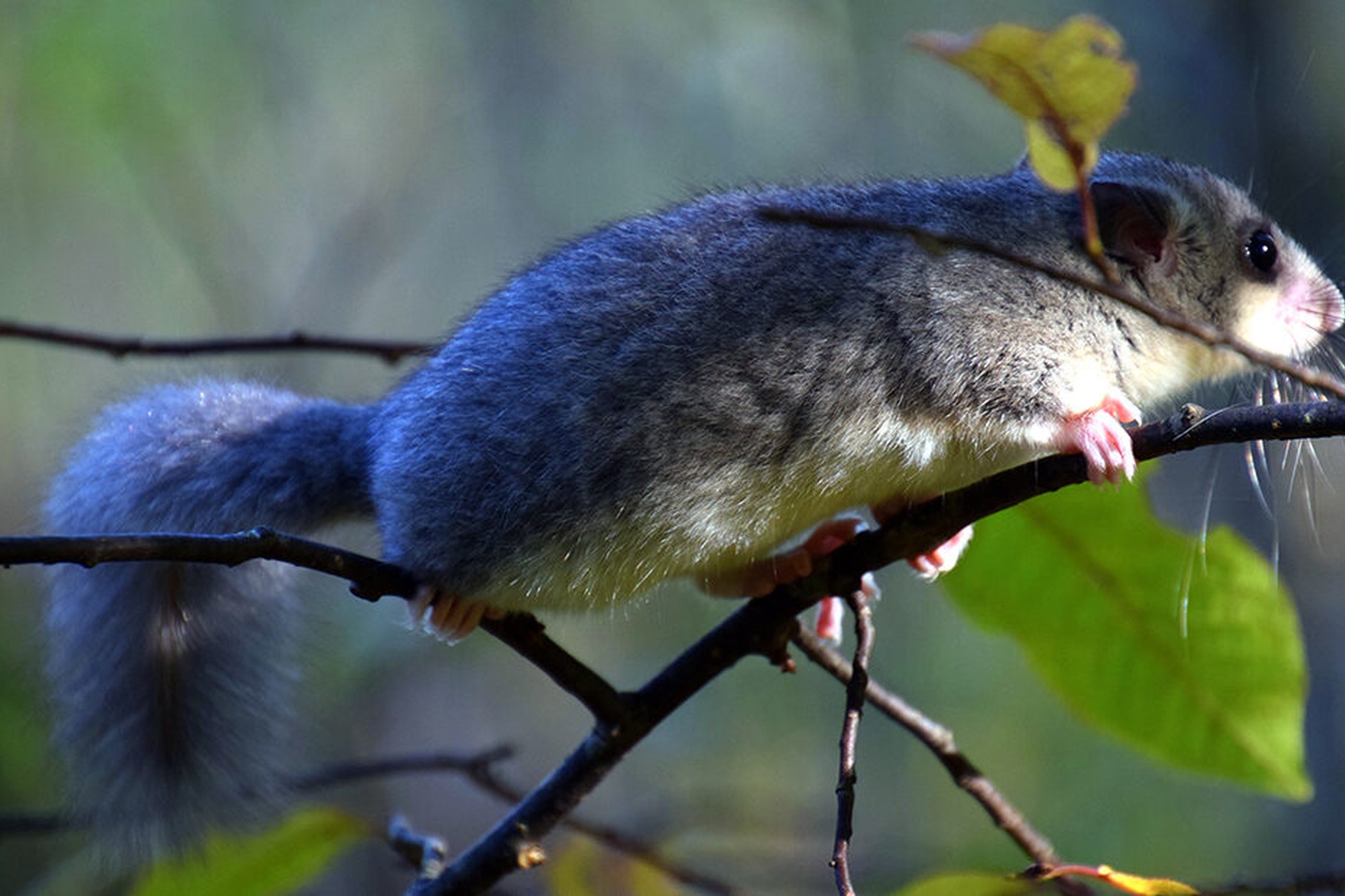 Iliustracija