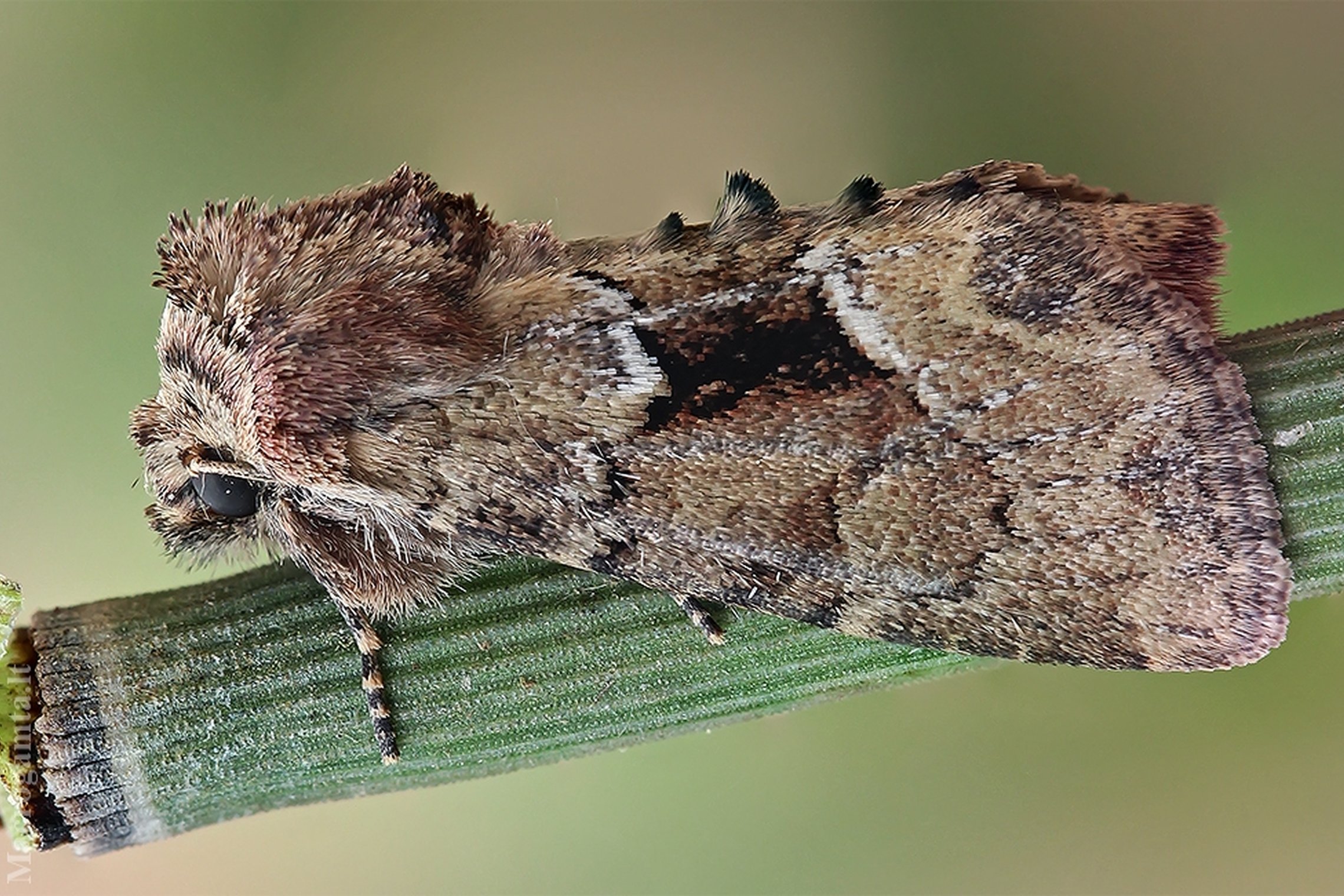 Iliustracija