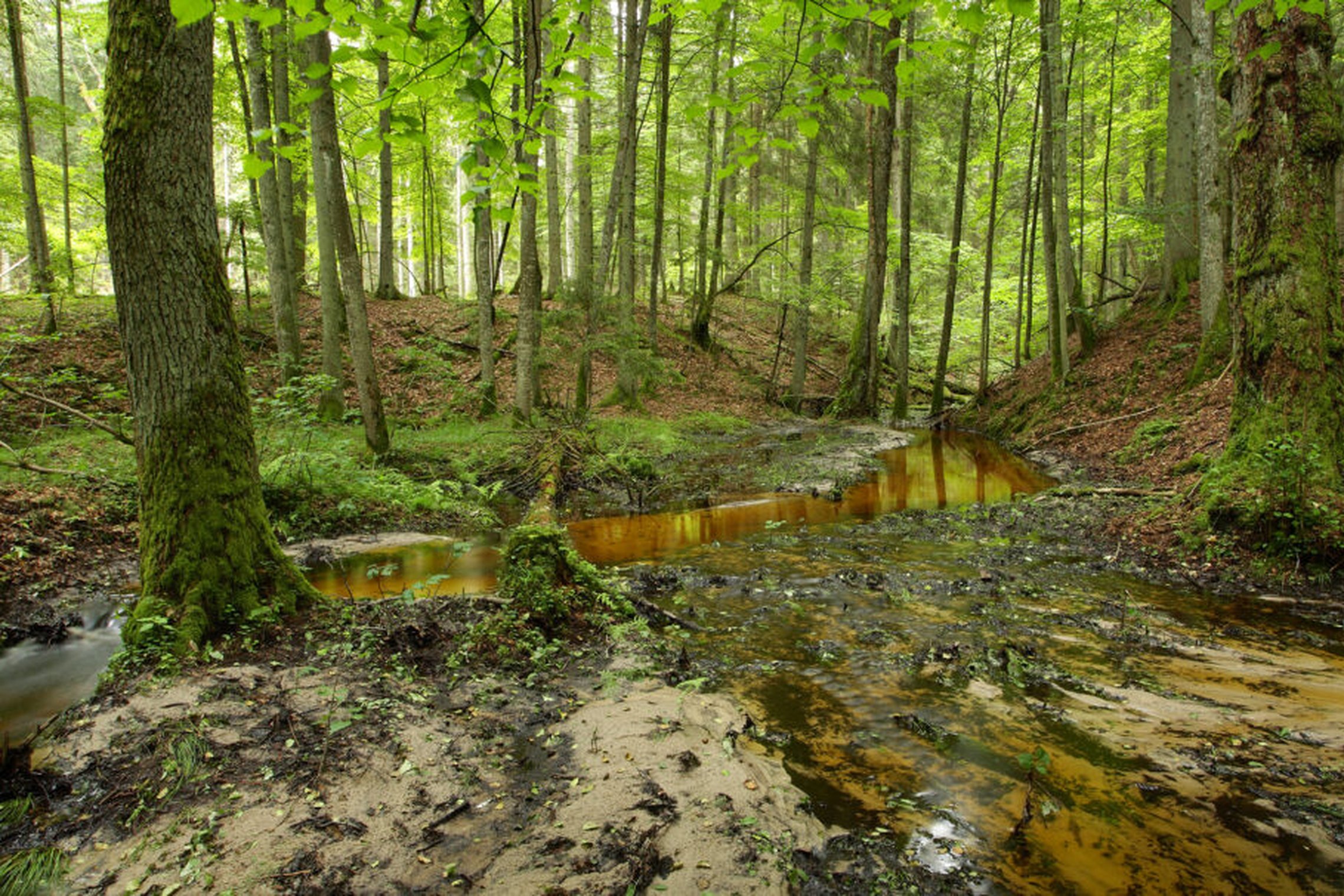 Iliustracija