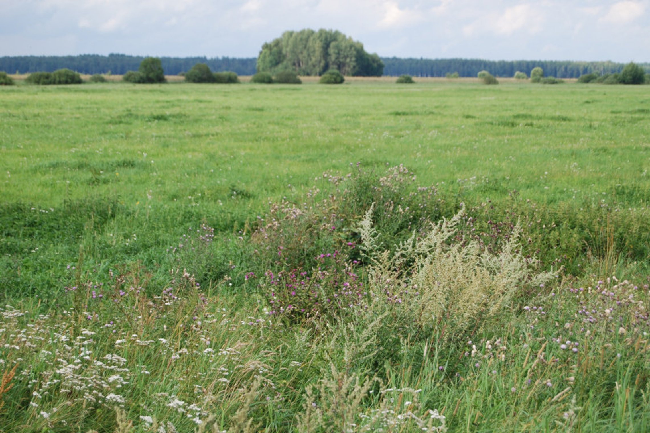 Iliustracija