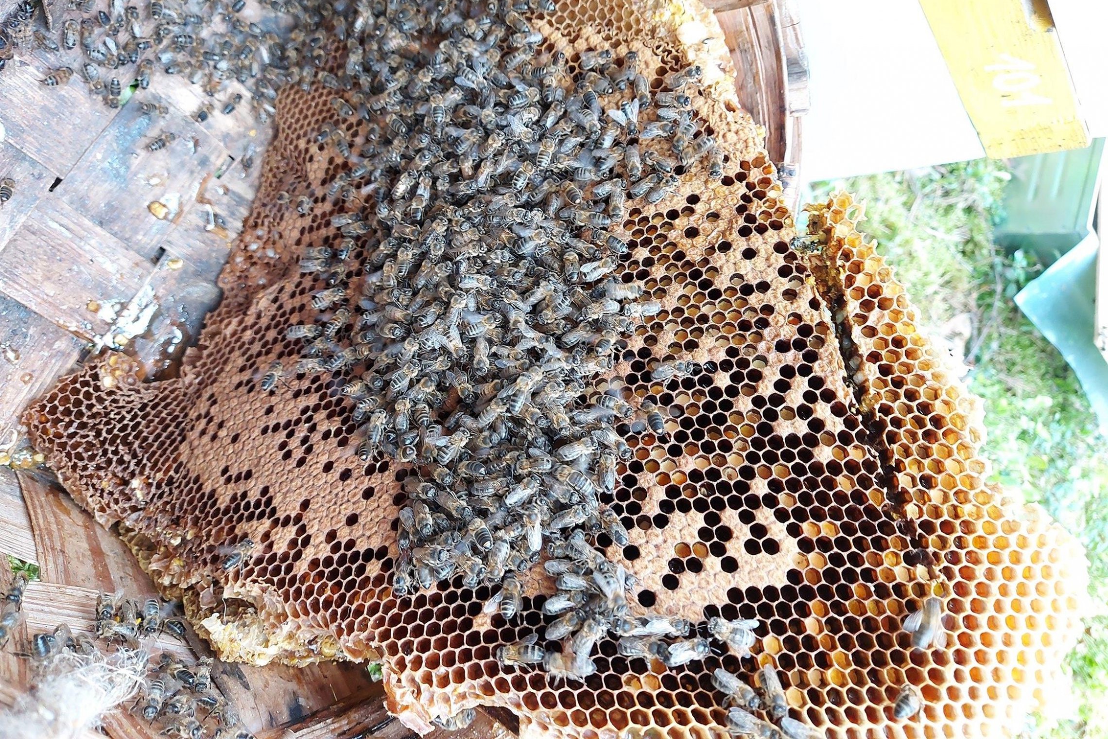 Iliustracija