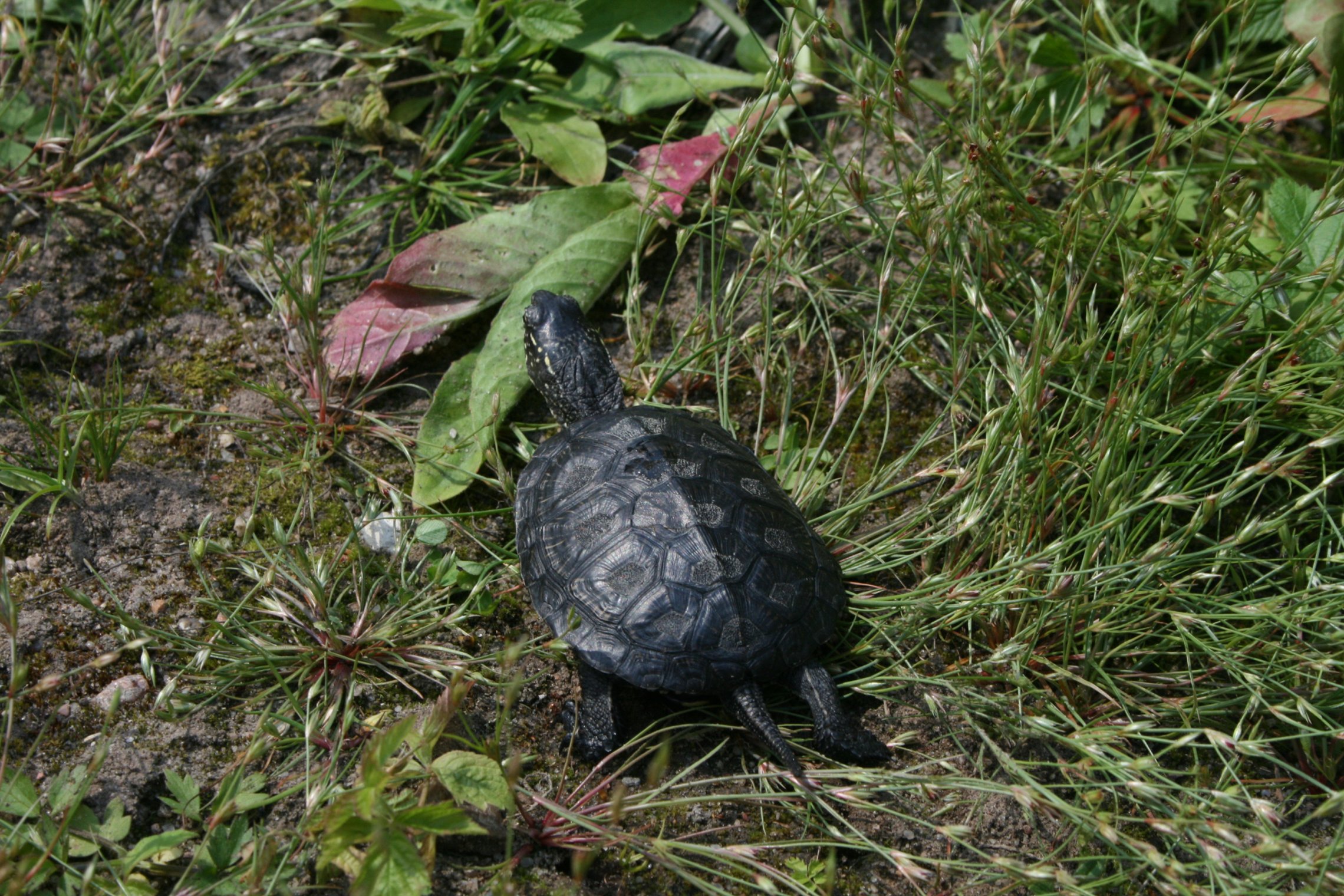Iliustracija