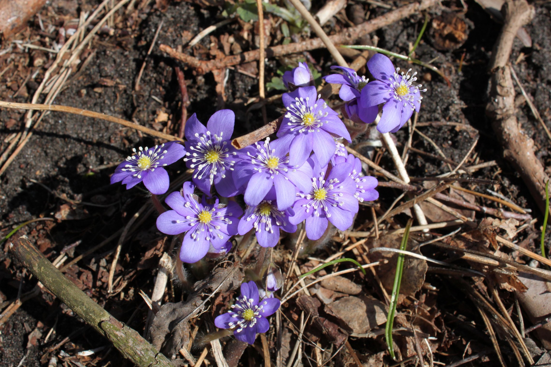 Iliustracija
