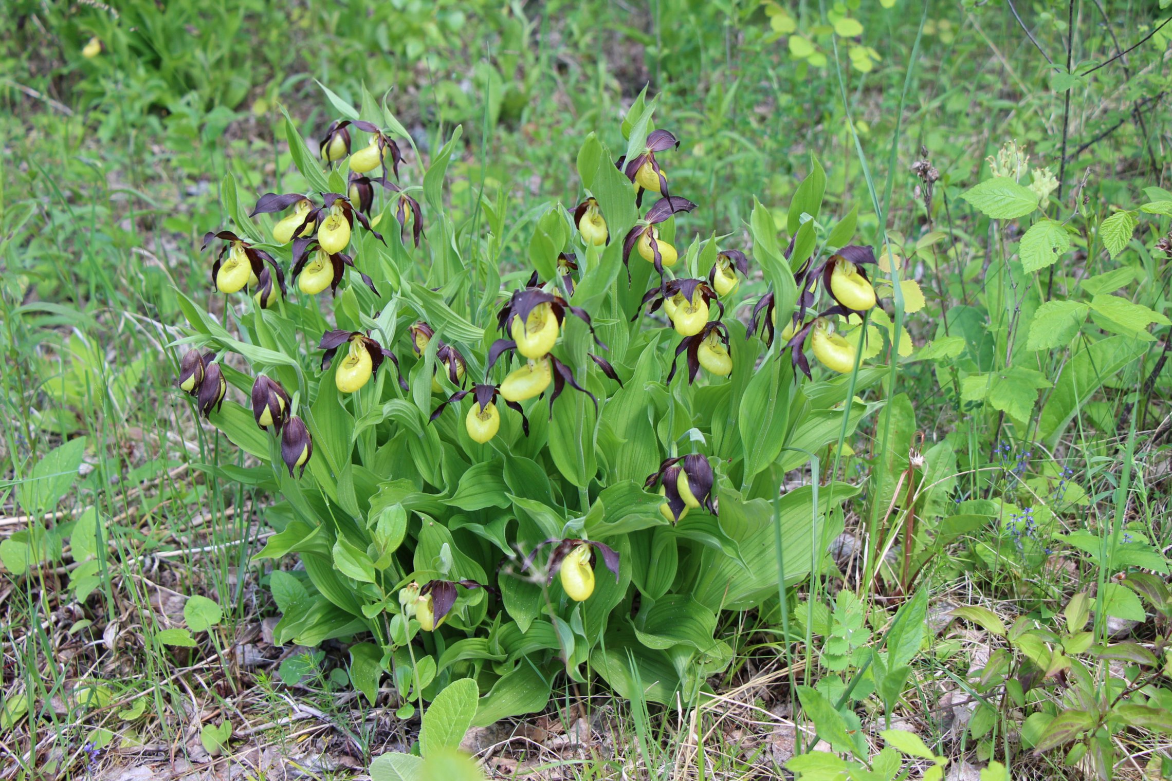 Iliustracija