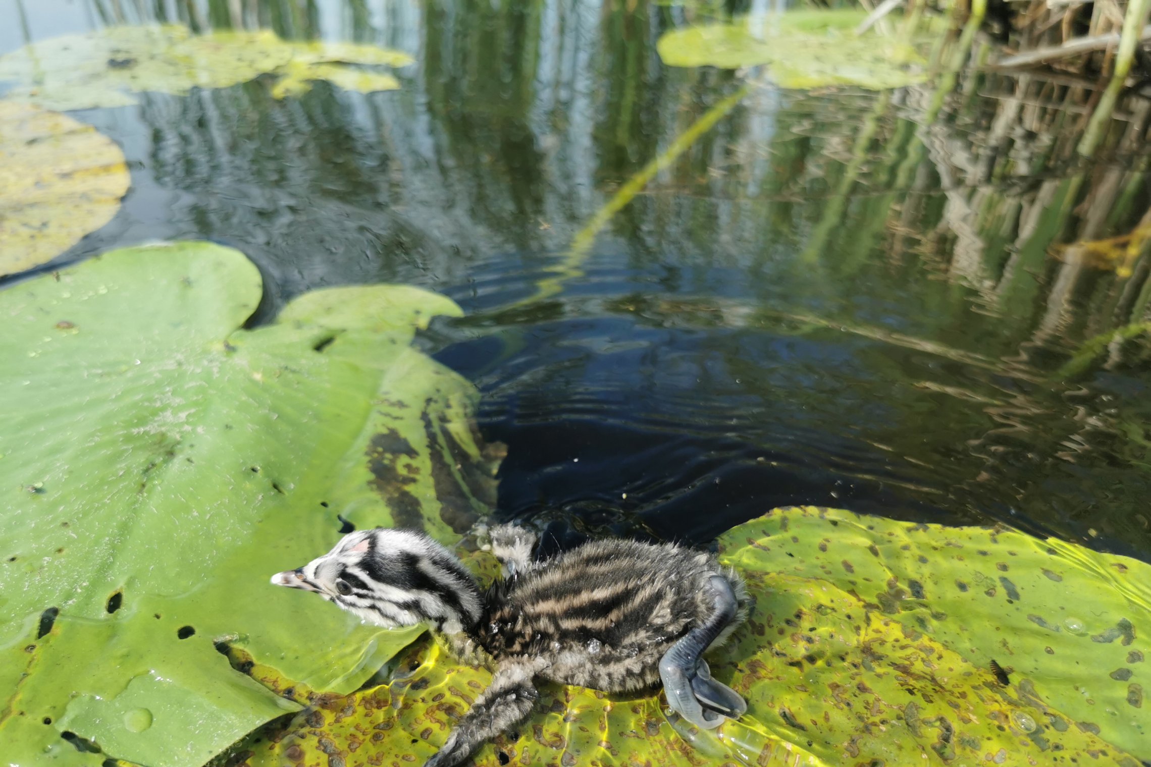Iliustracija