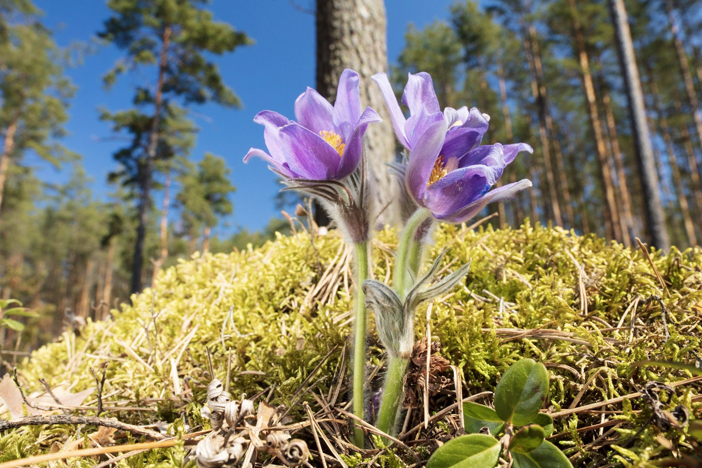 Iliustracija