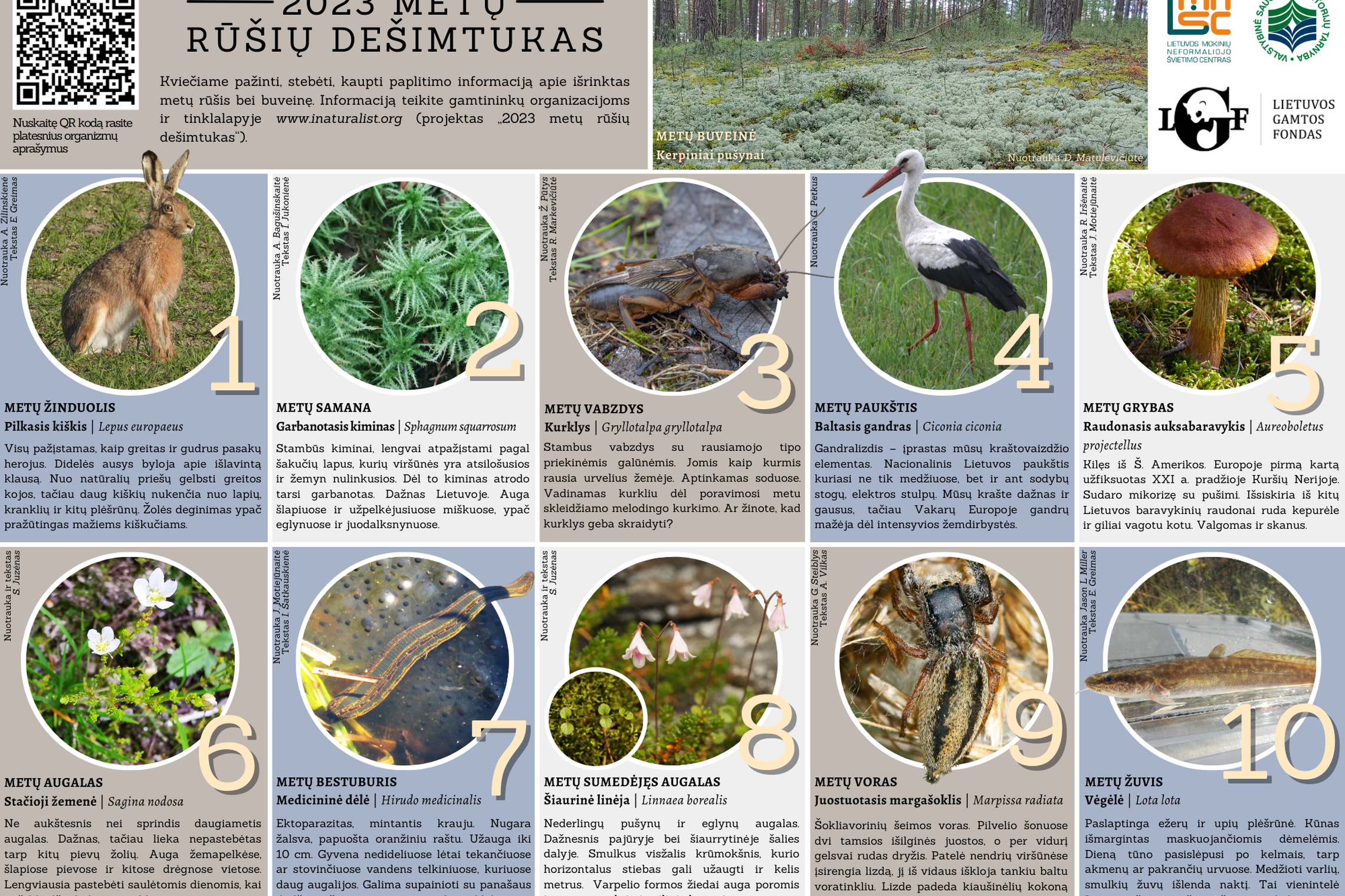 Iliustracija