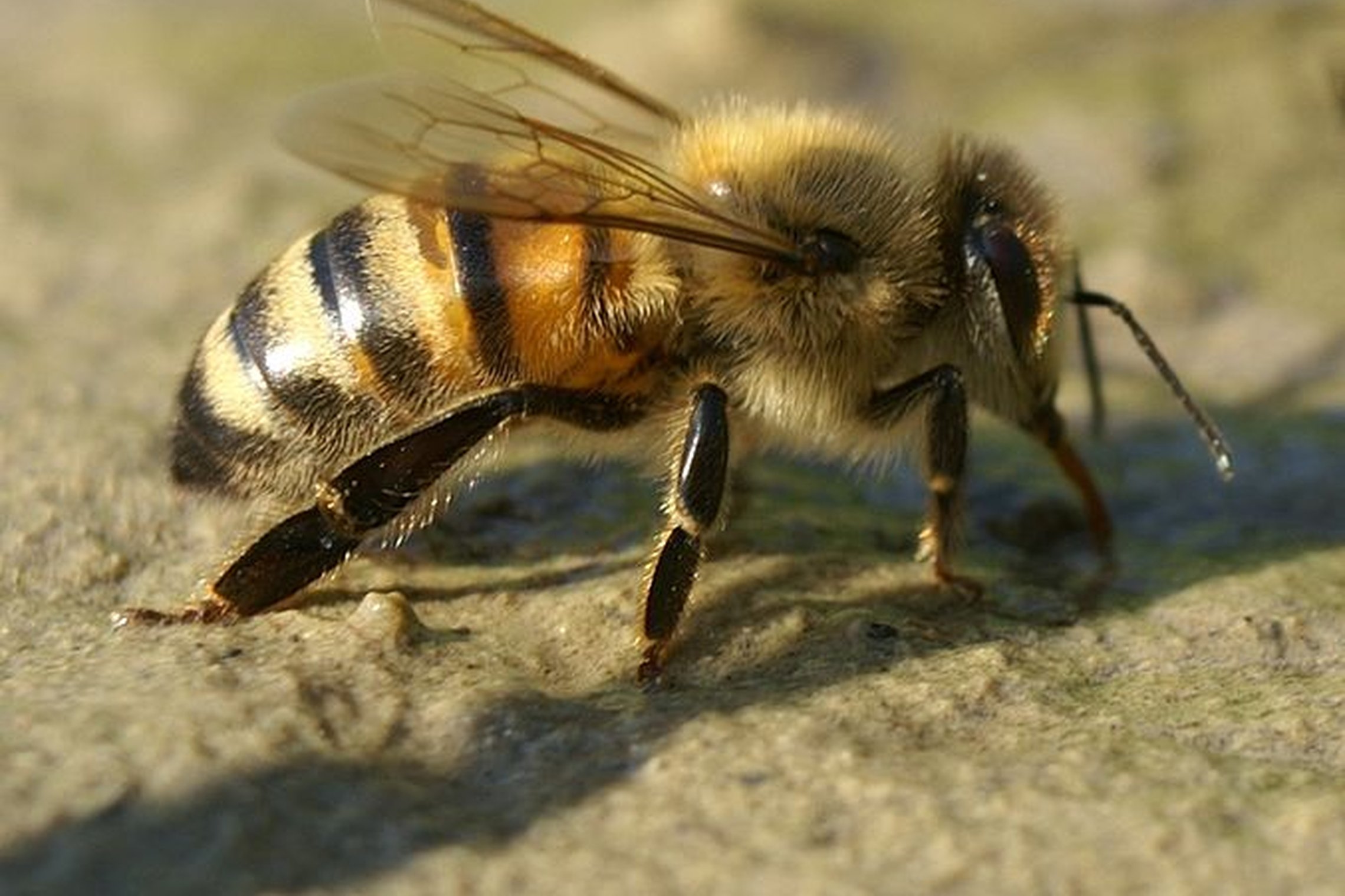 Iliustracija