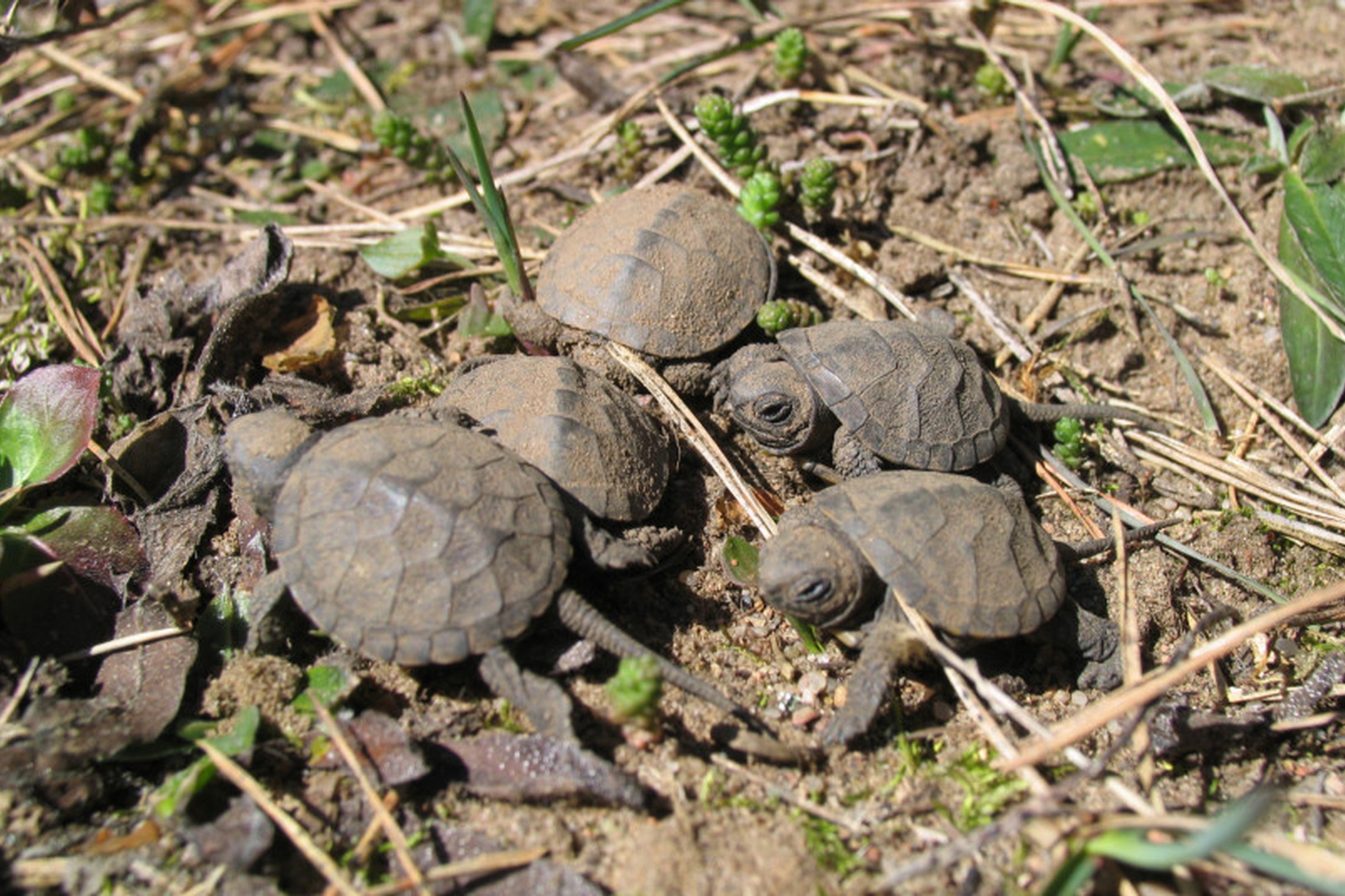 Iliustracija
