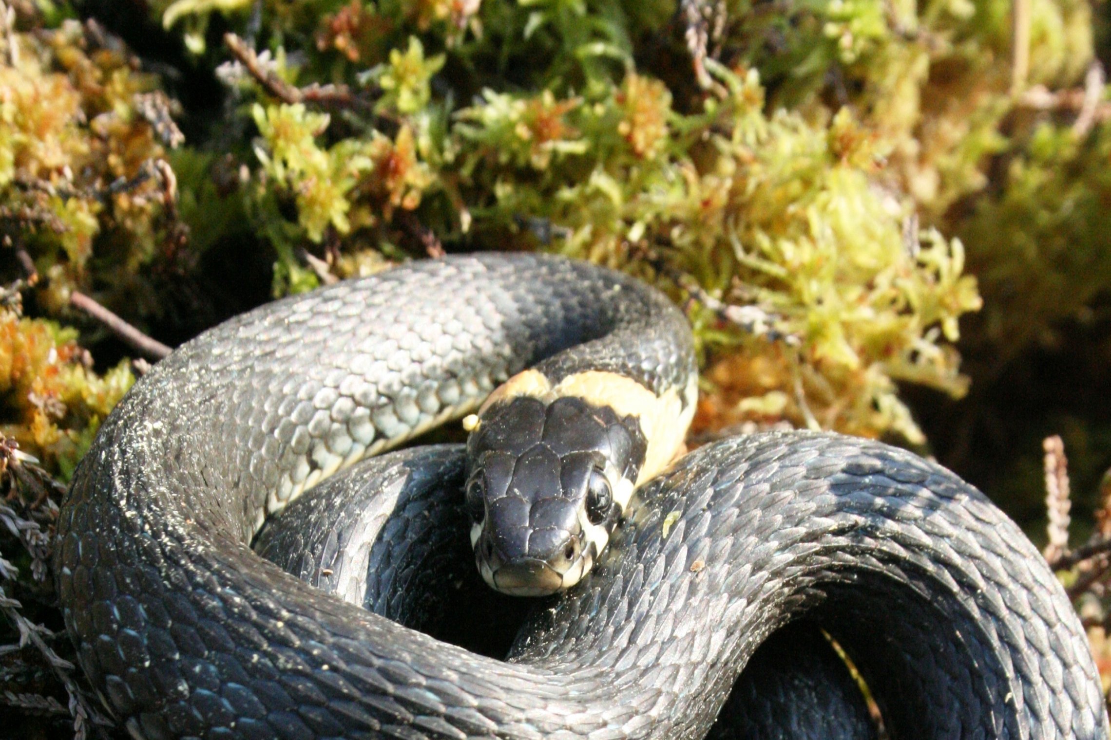 Iliustracija