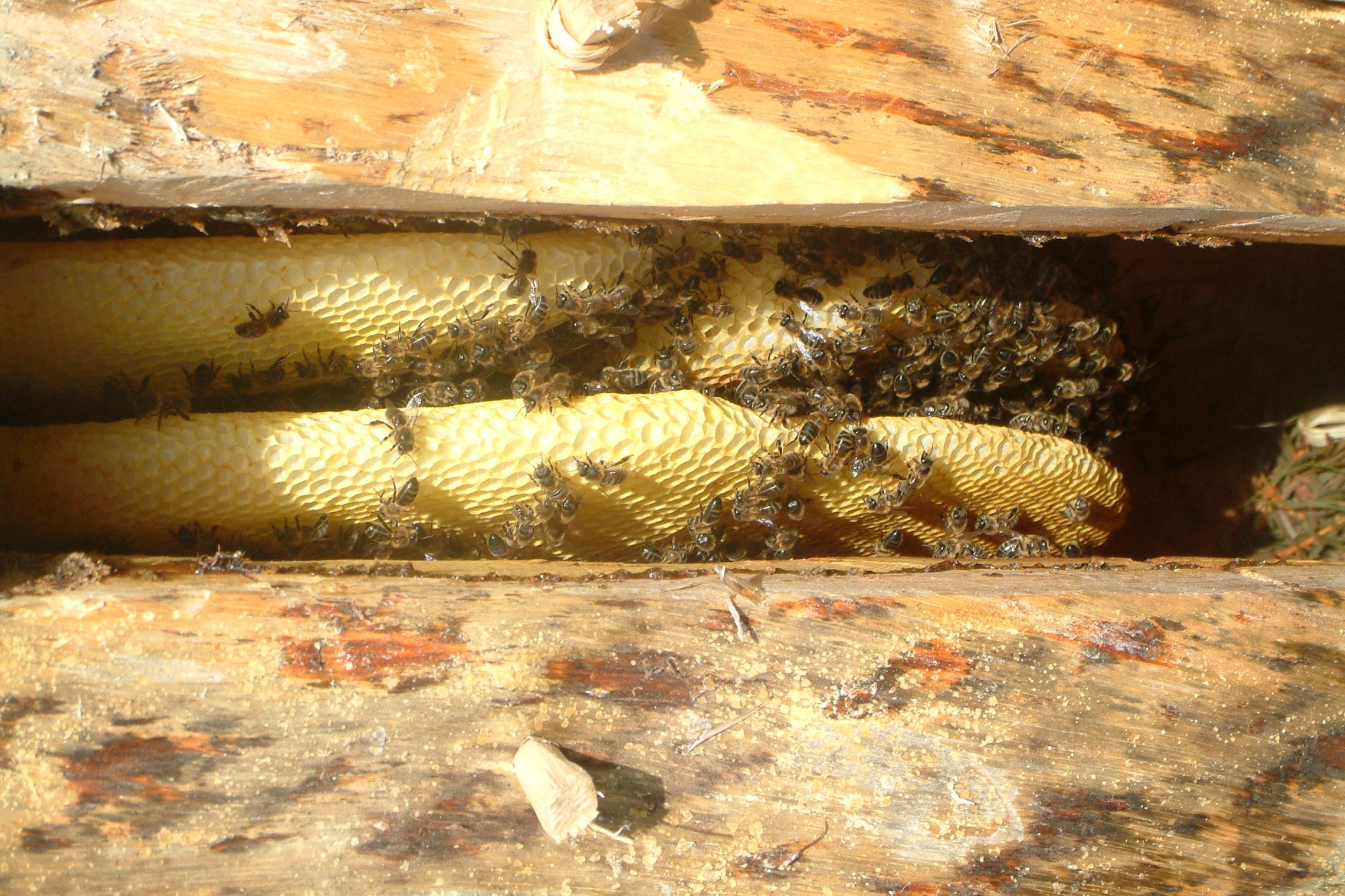 Iliustracija