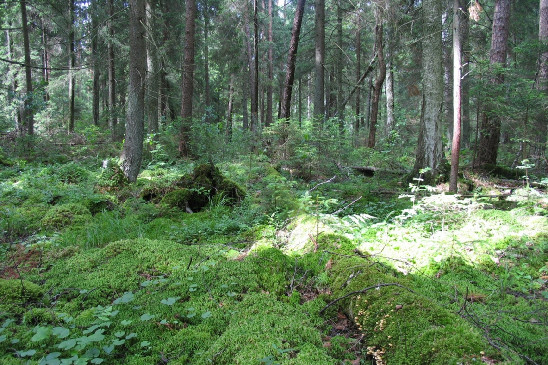 Iliustracija