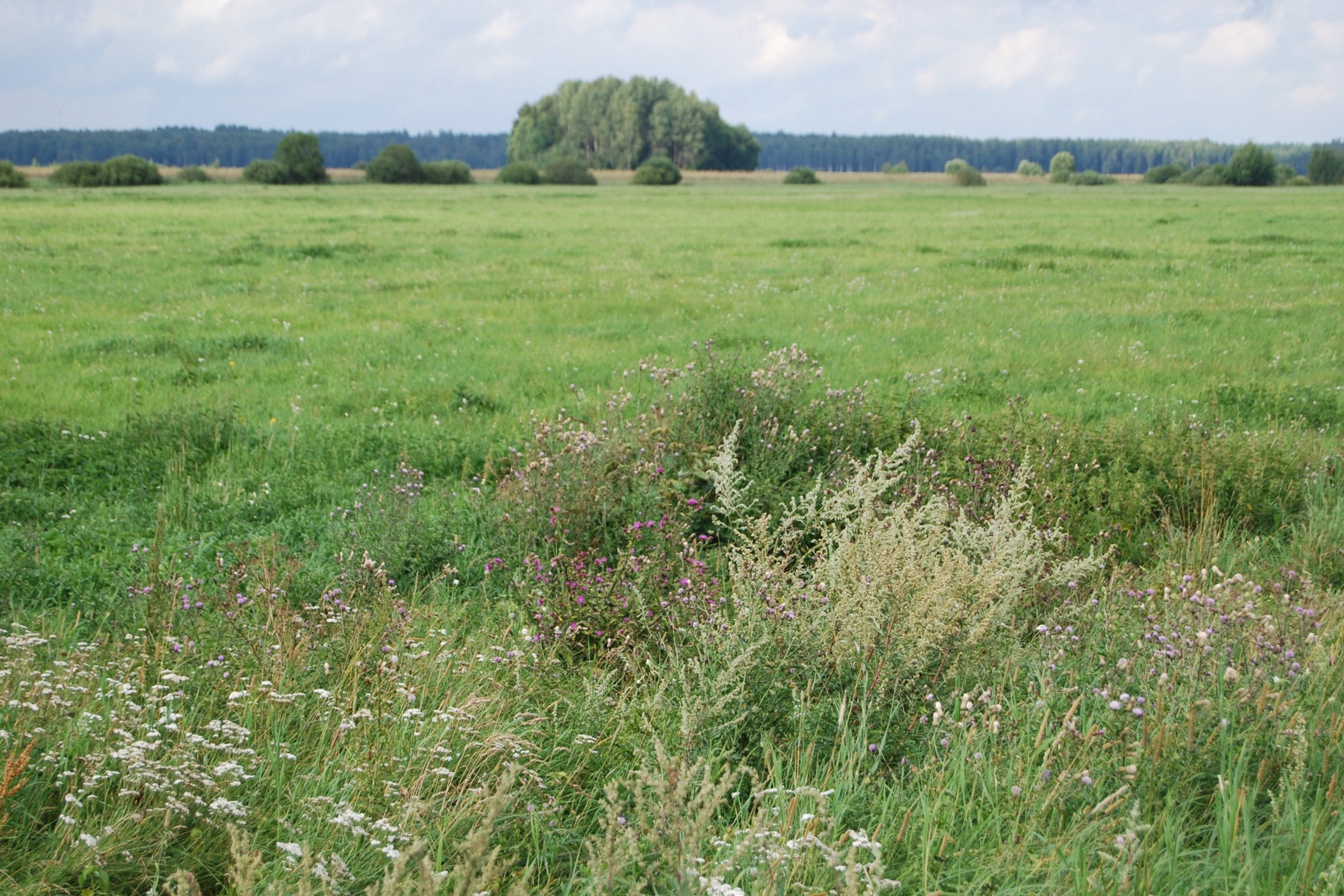 Iliustracija