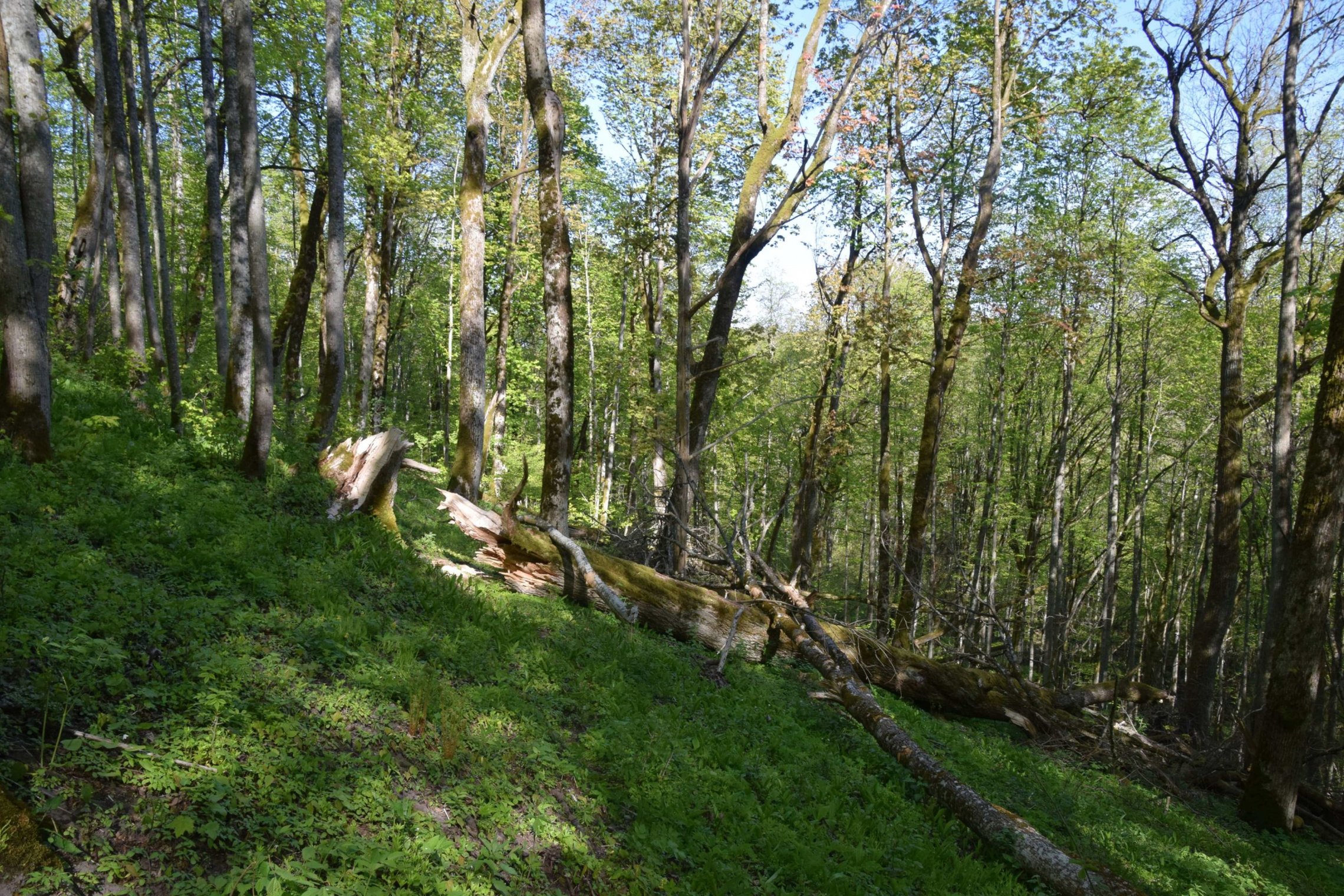 Iliustracija