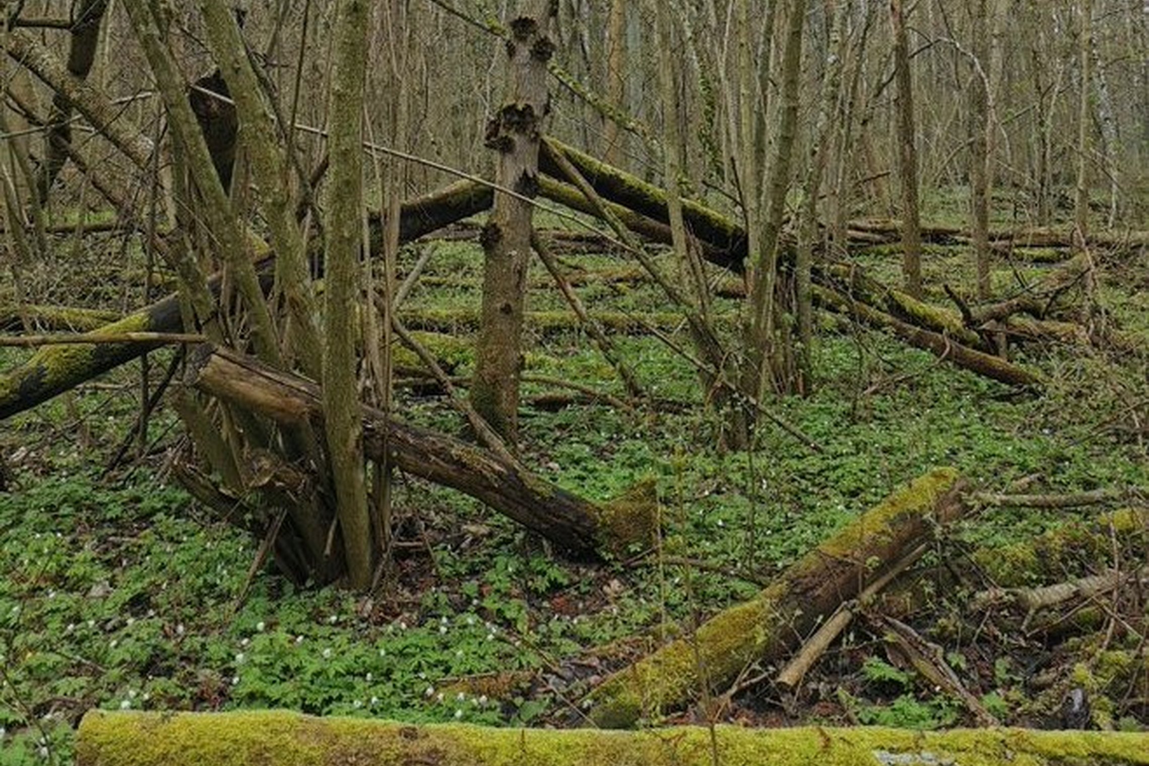 Iliustracija