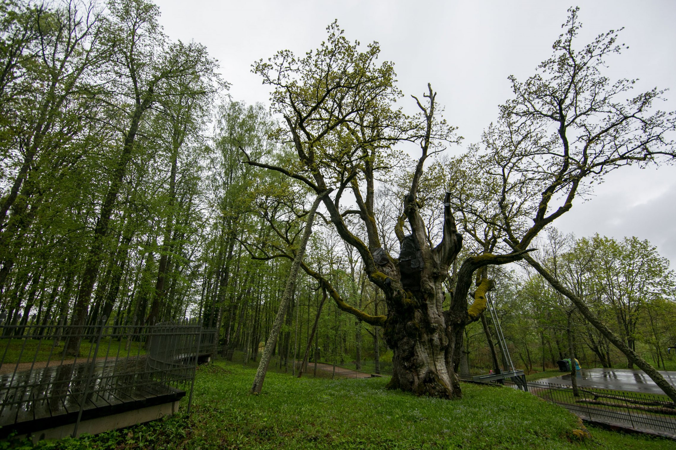 Iliustracija