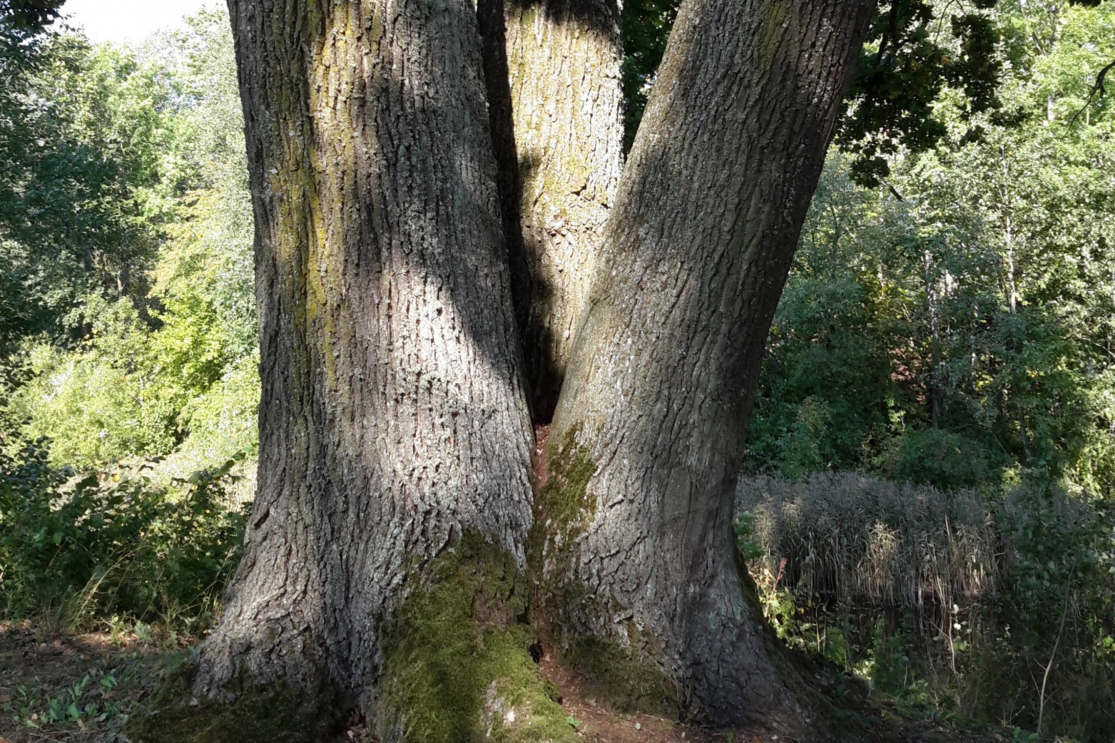 Iliustracija