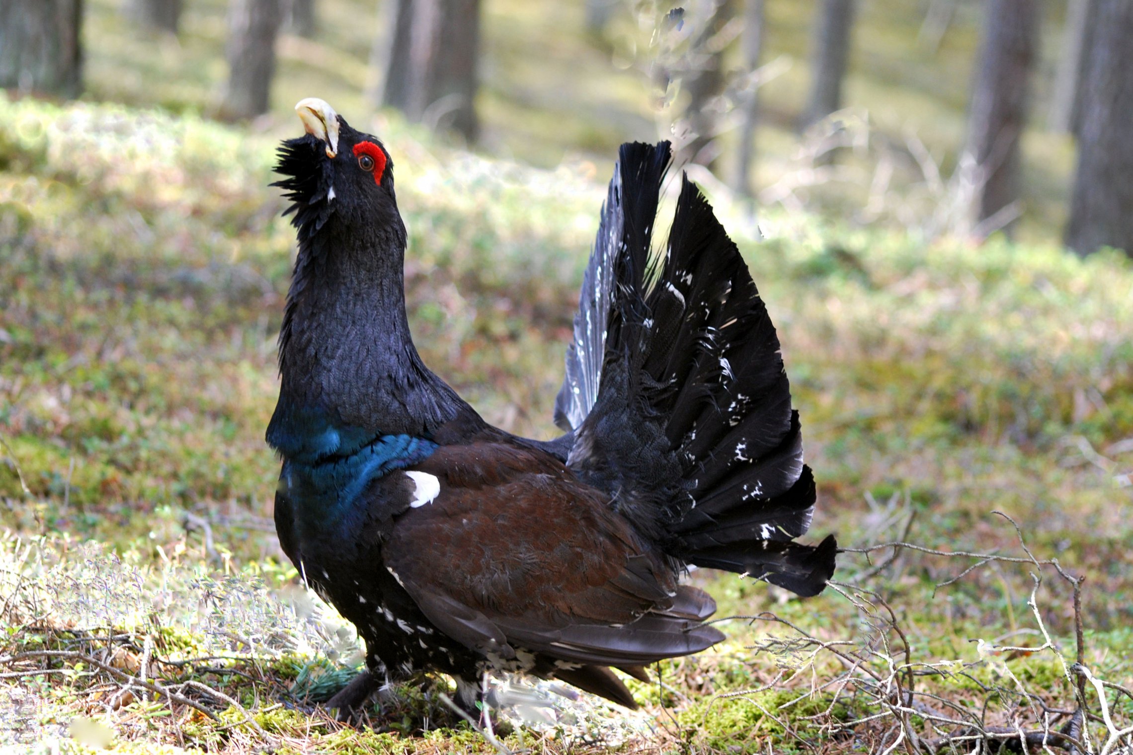Iliustracija