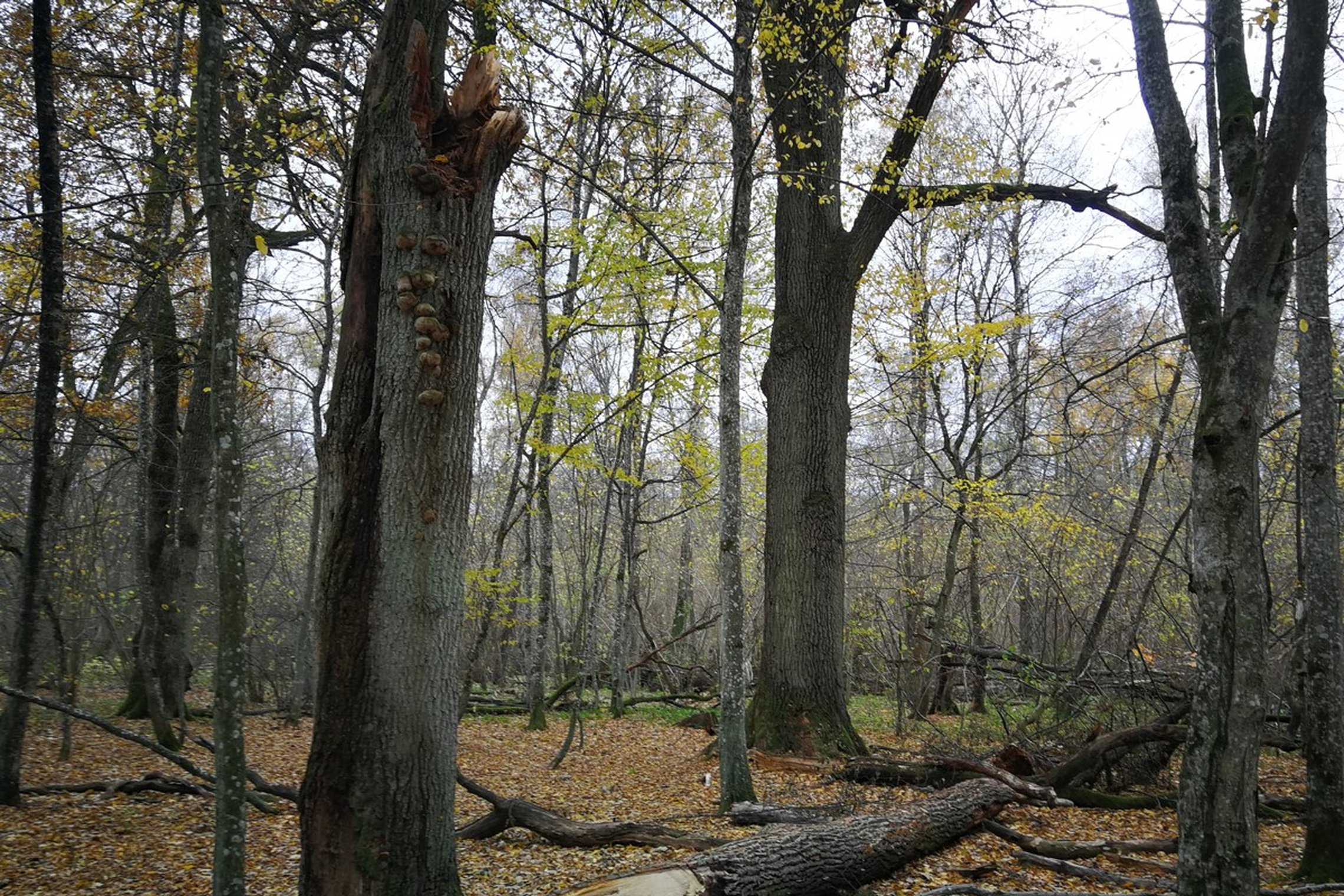 Iliustracija