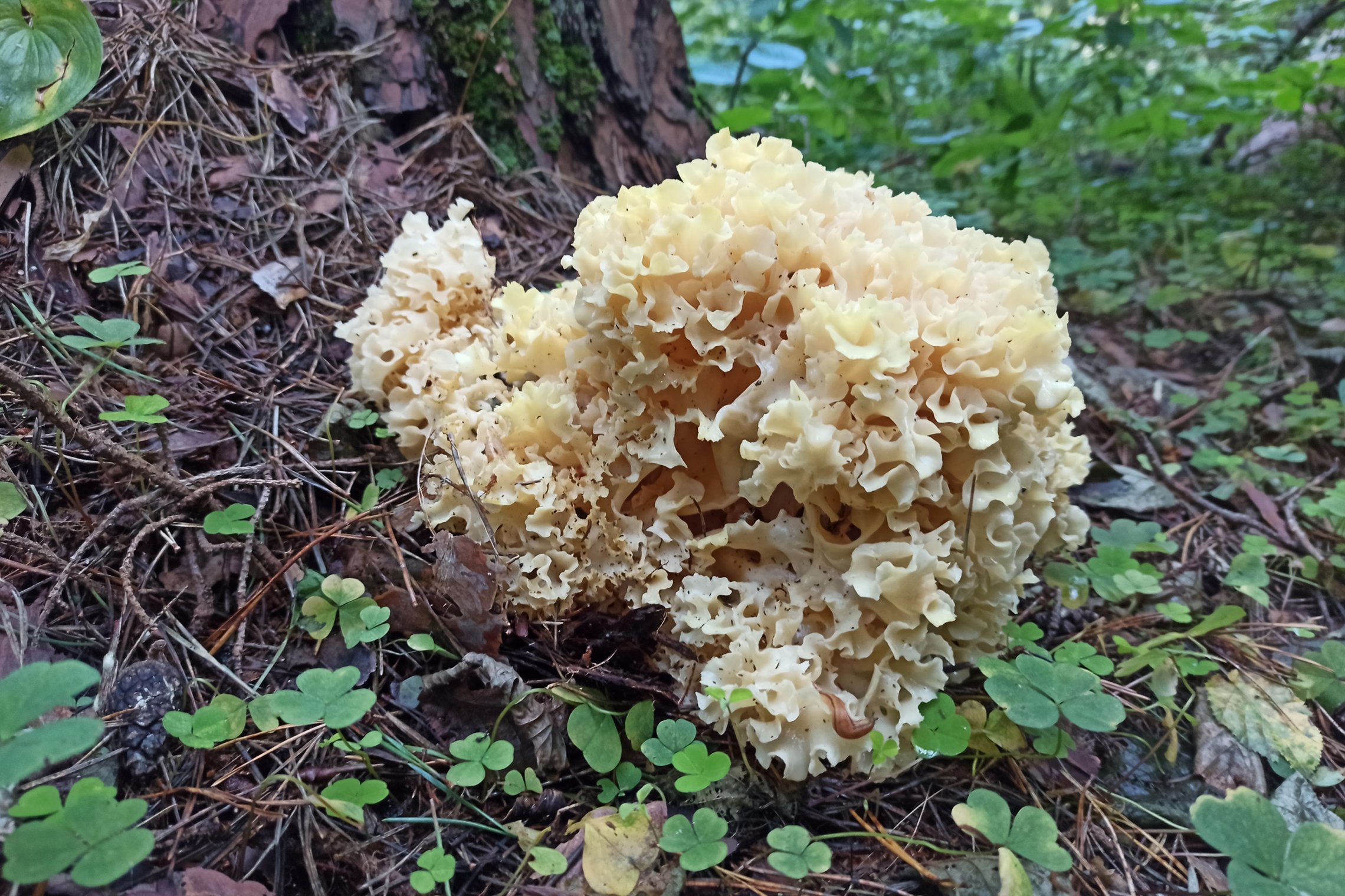 Iliustracija