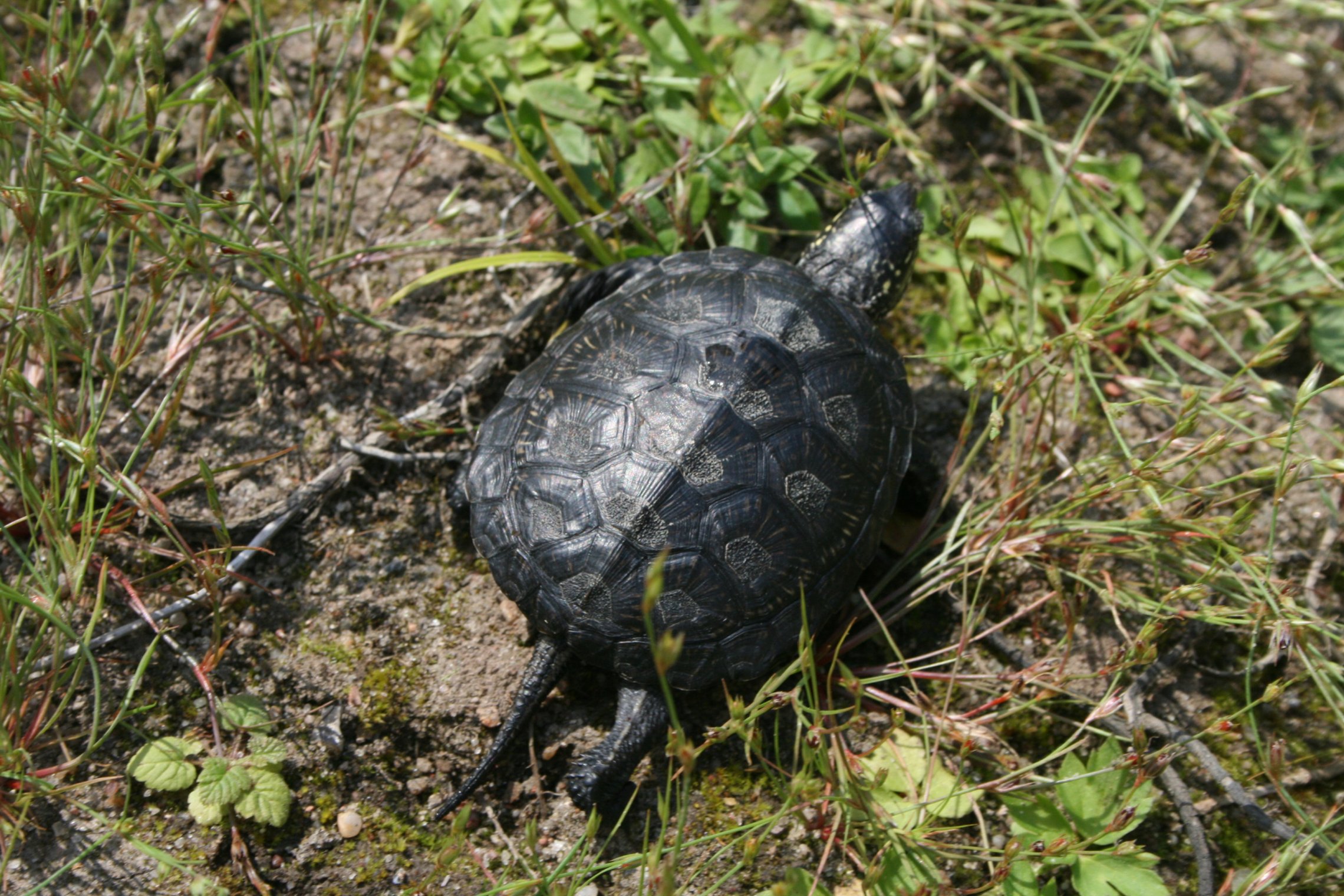Iliustracija