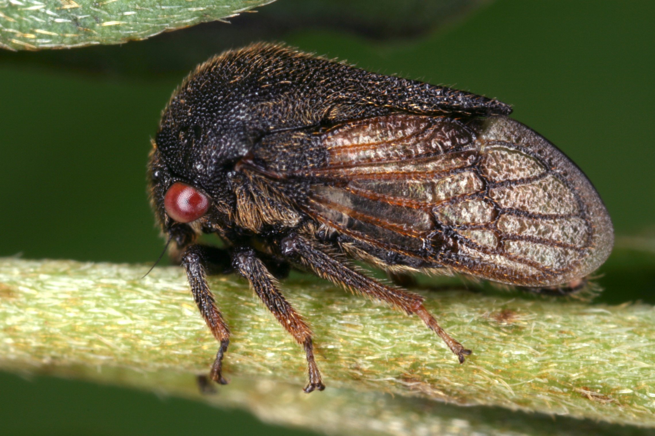 Iliustracija