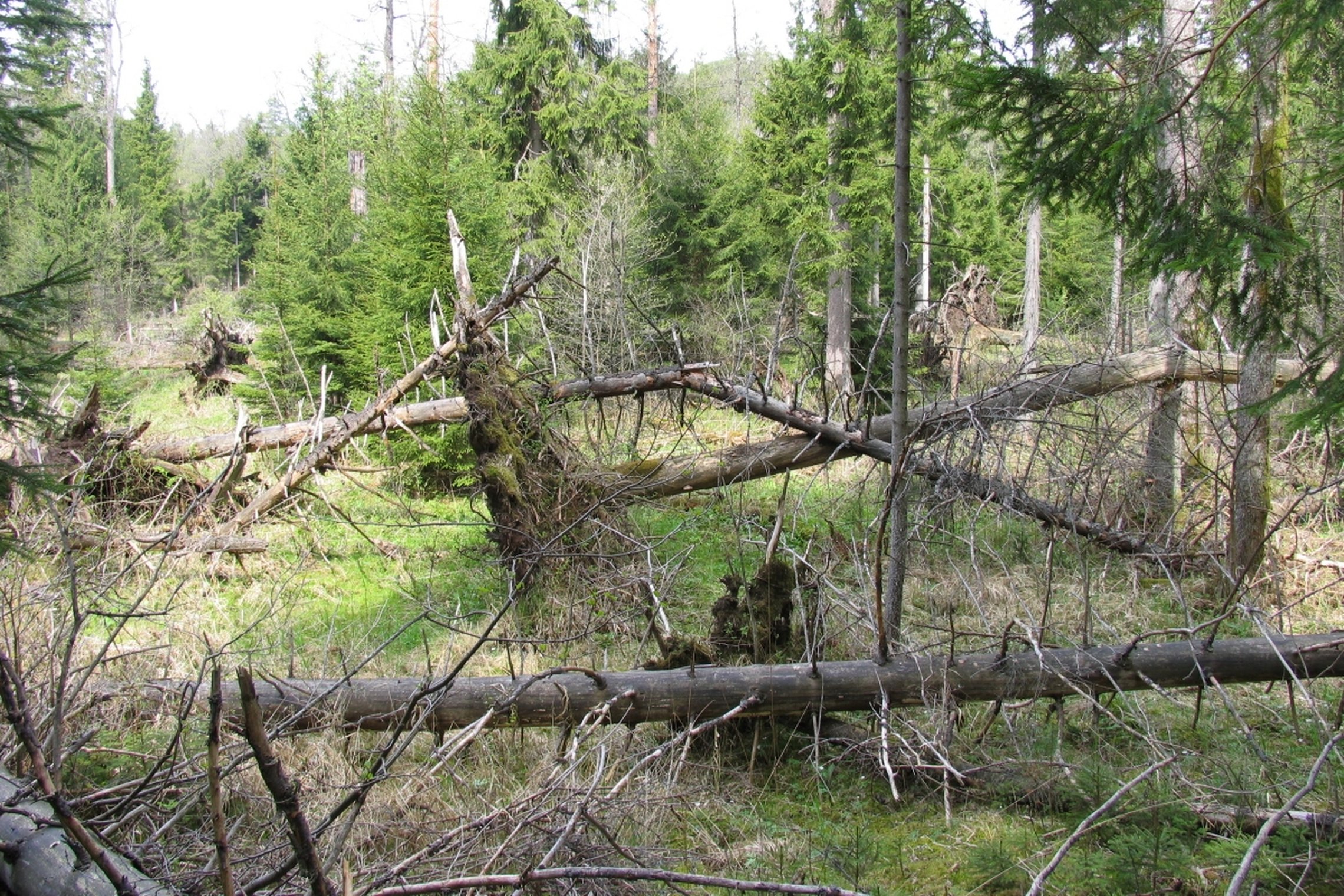 Iliustracija