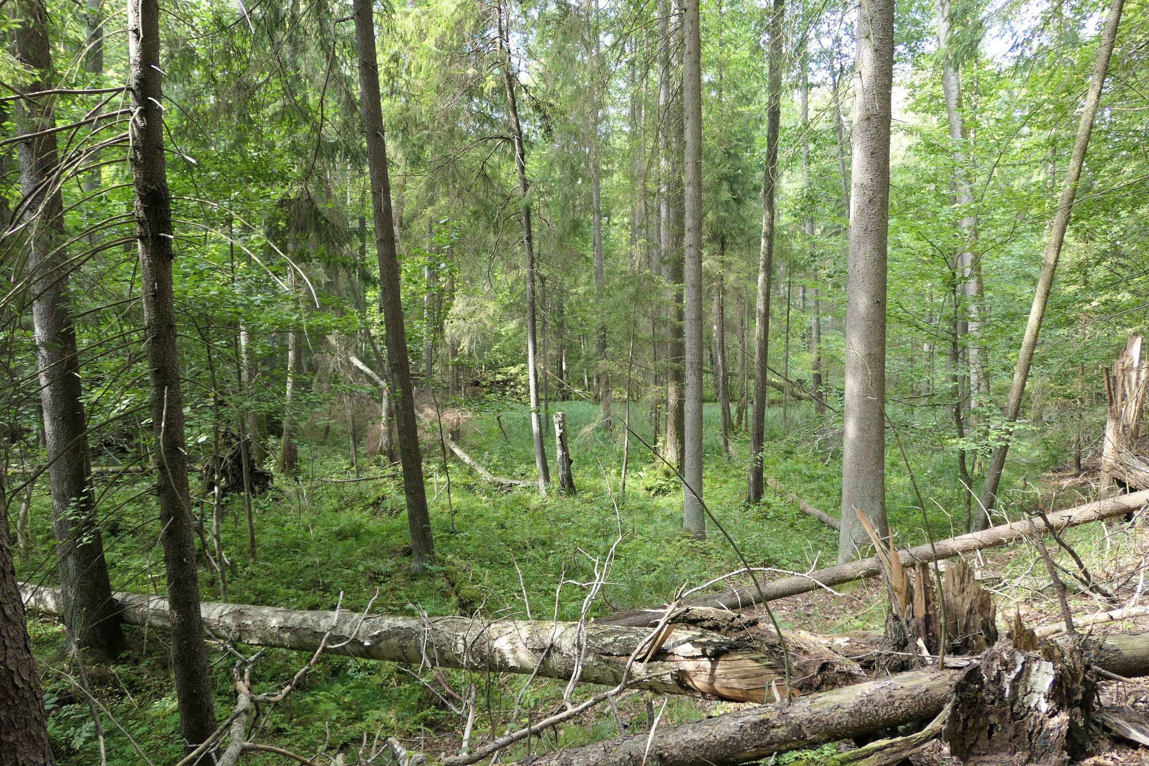 Iliustracija
