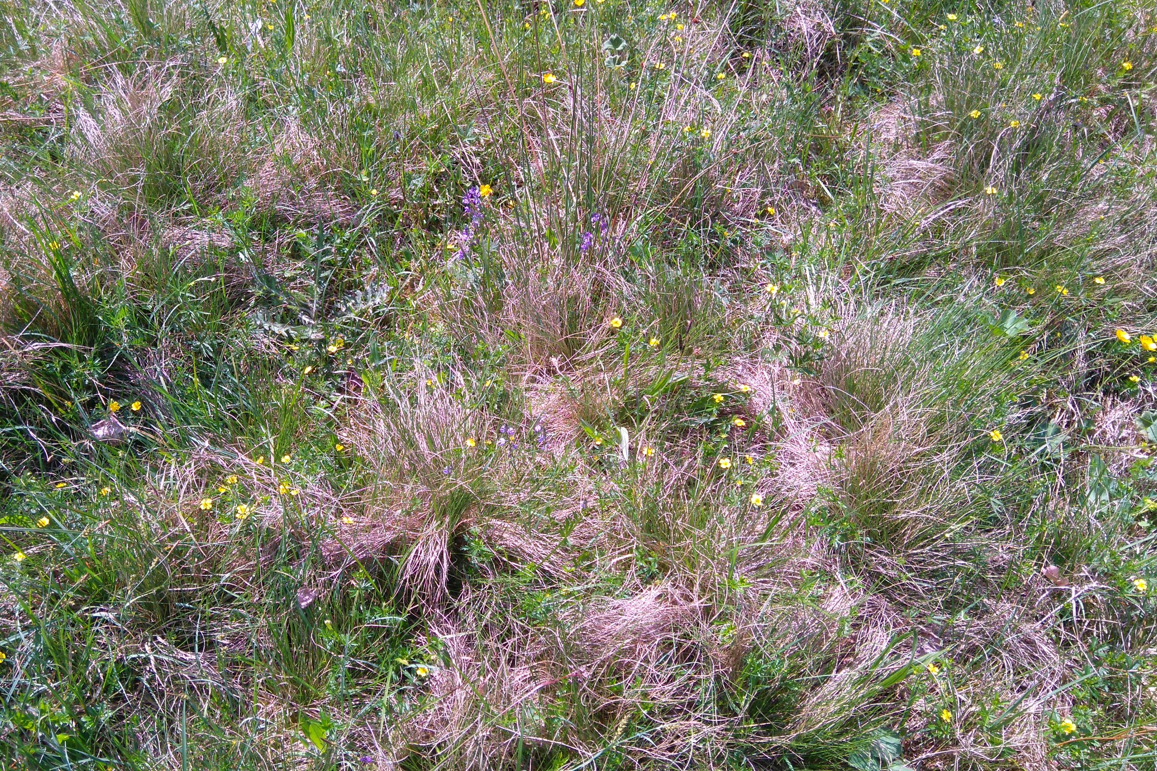 Iliustracija