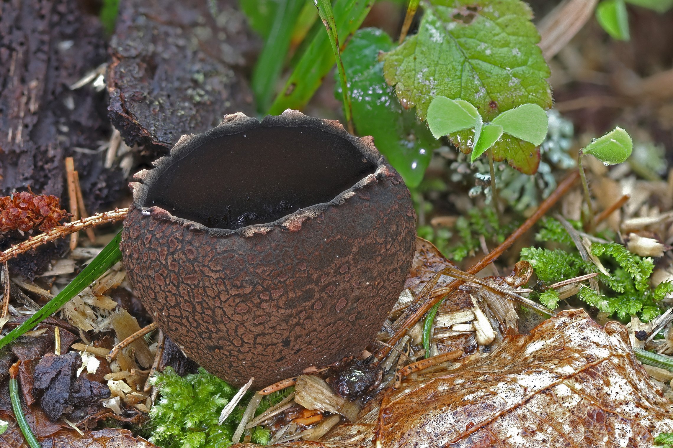 Iliustracija