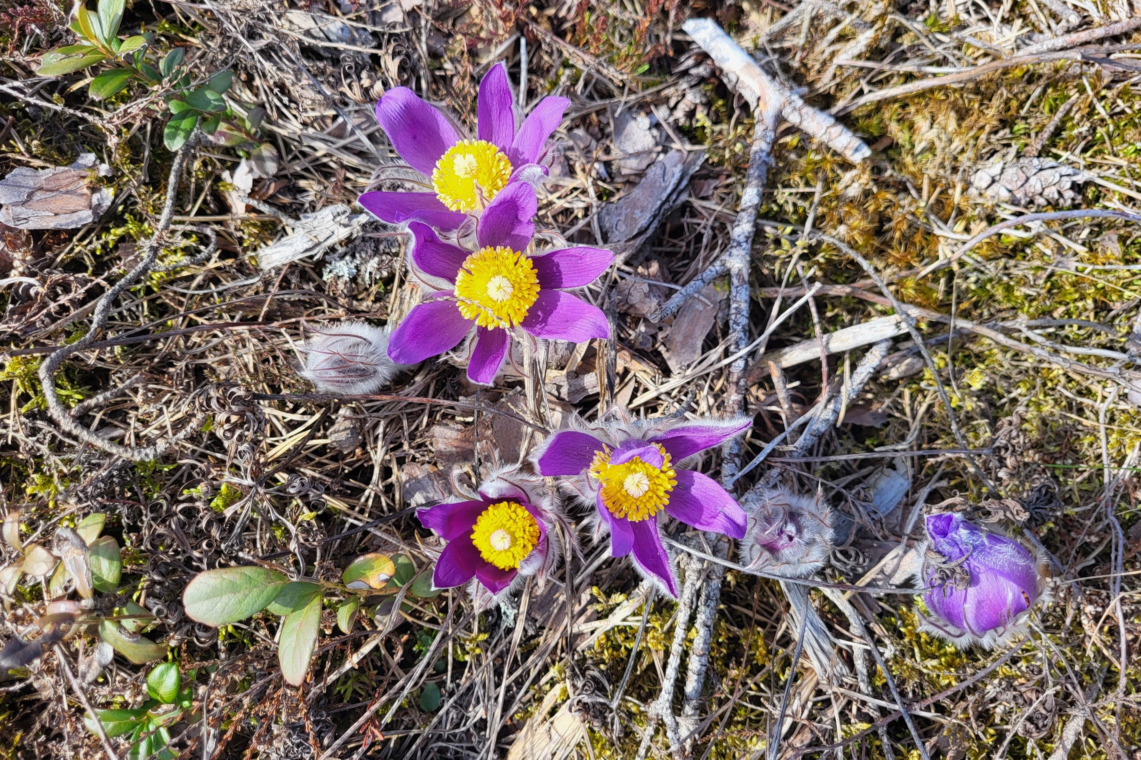 Iliustracija
