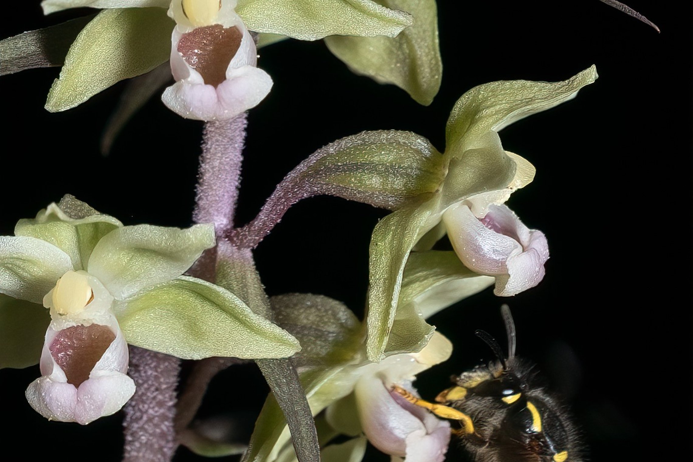 Iliustracija