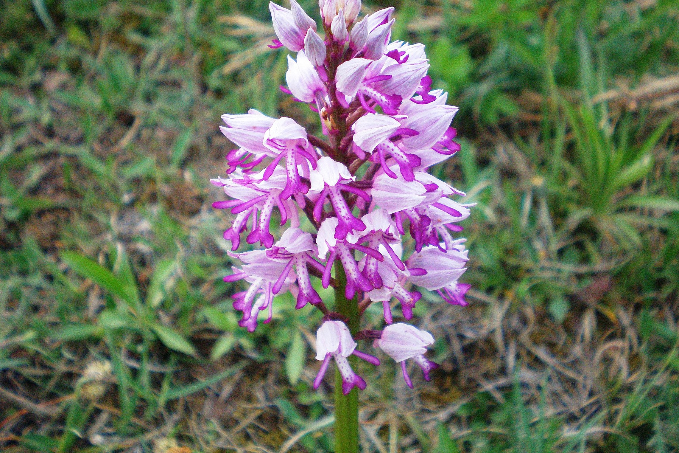 Iliustracija
