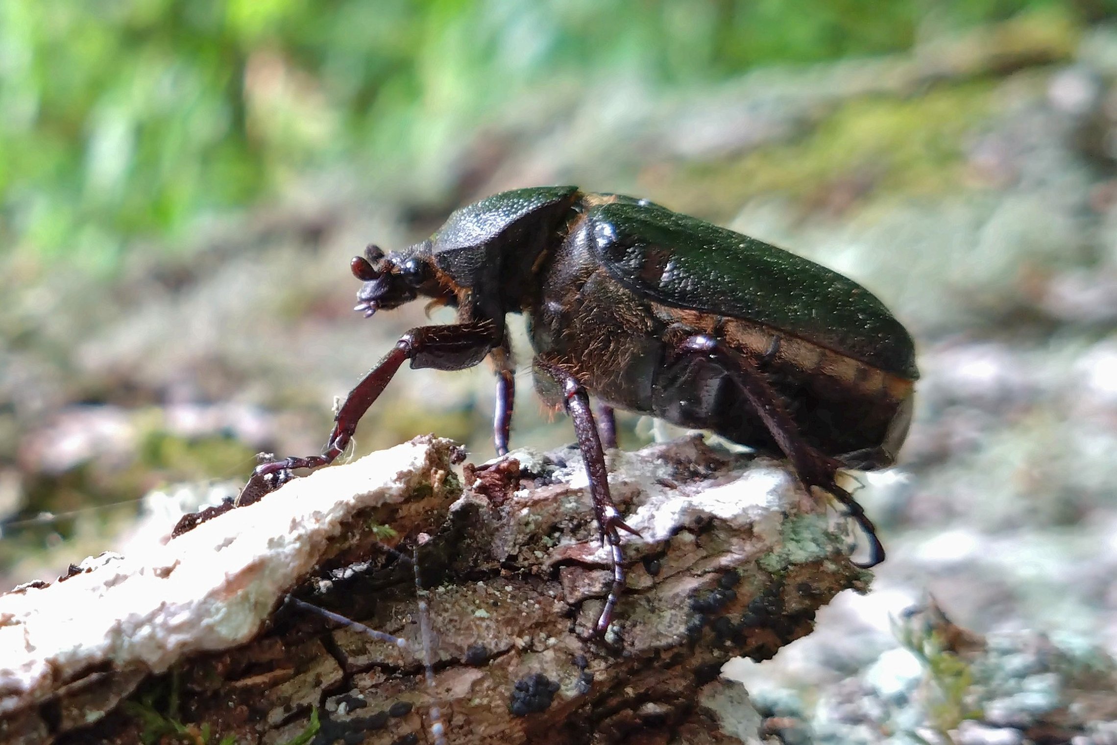 Iliustracija