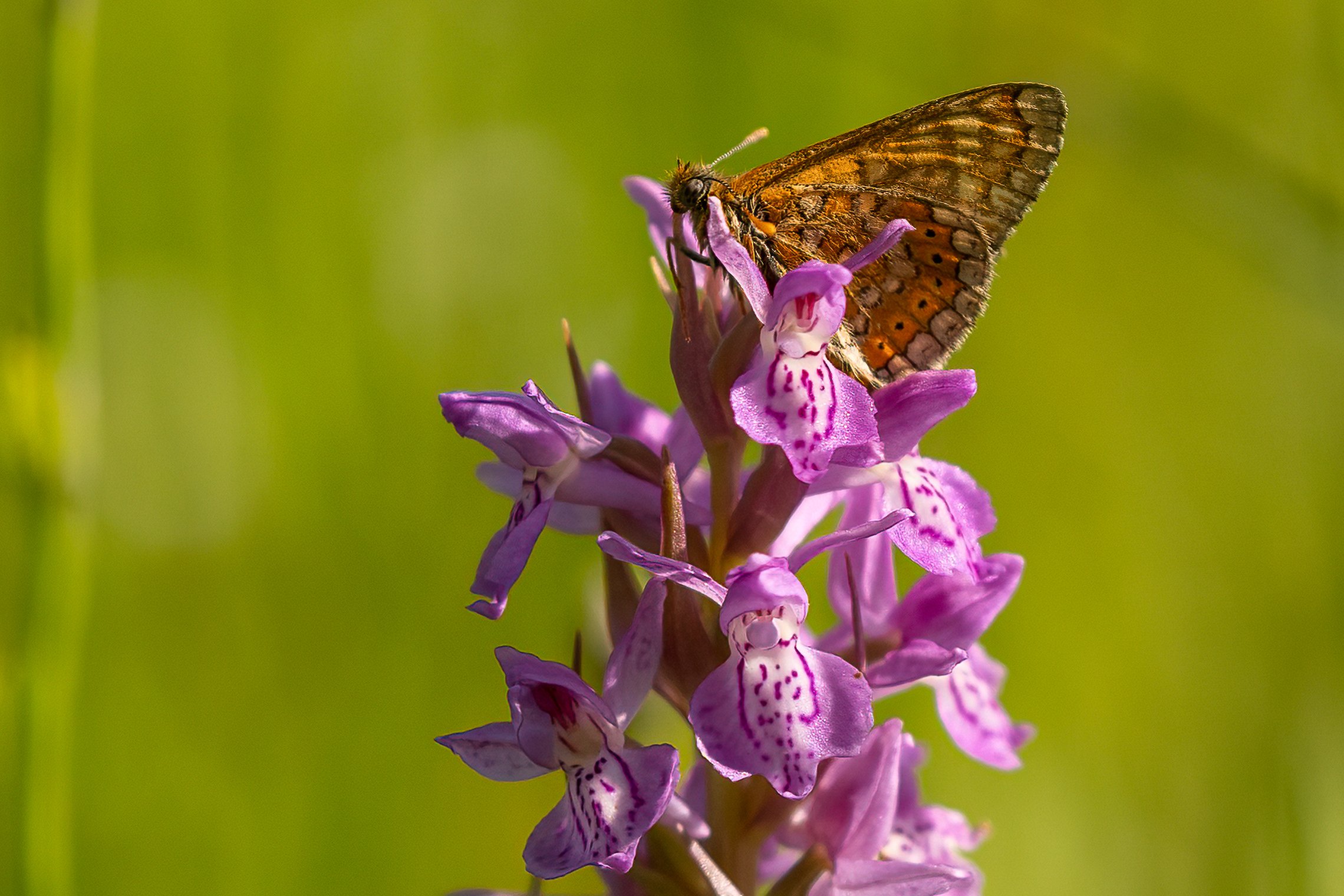 Iliustracija