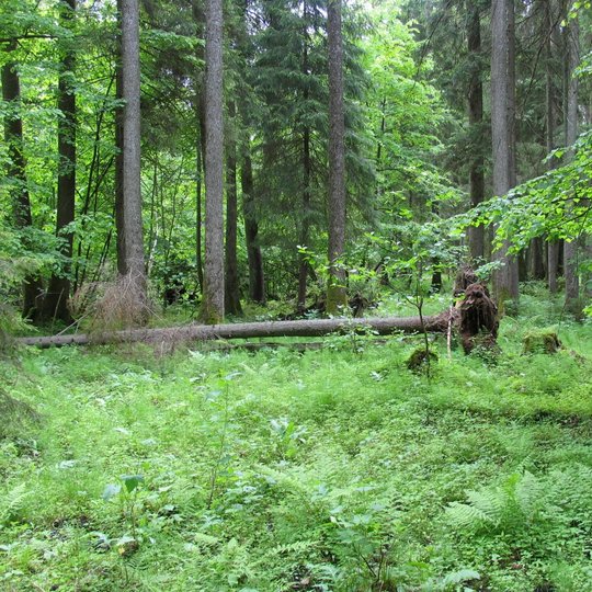 Viešvilės gamtinis rezervatas