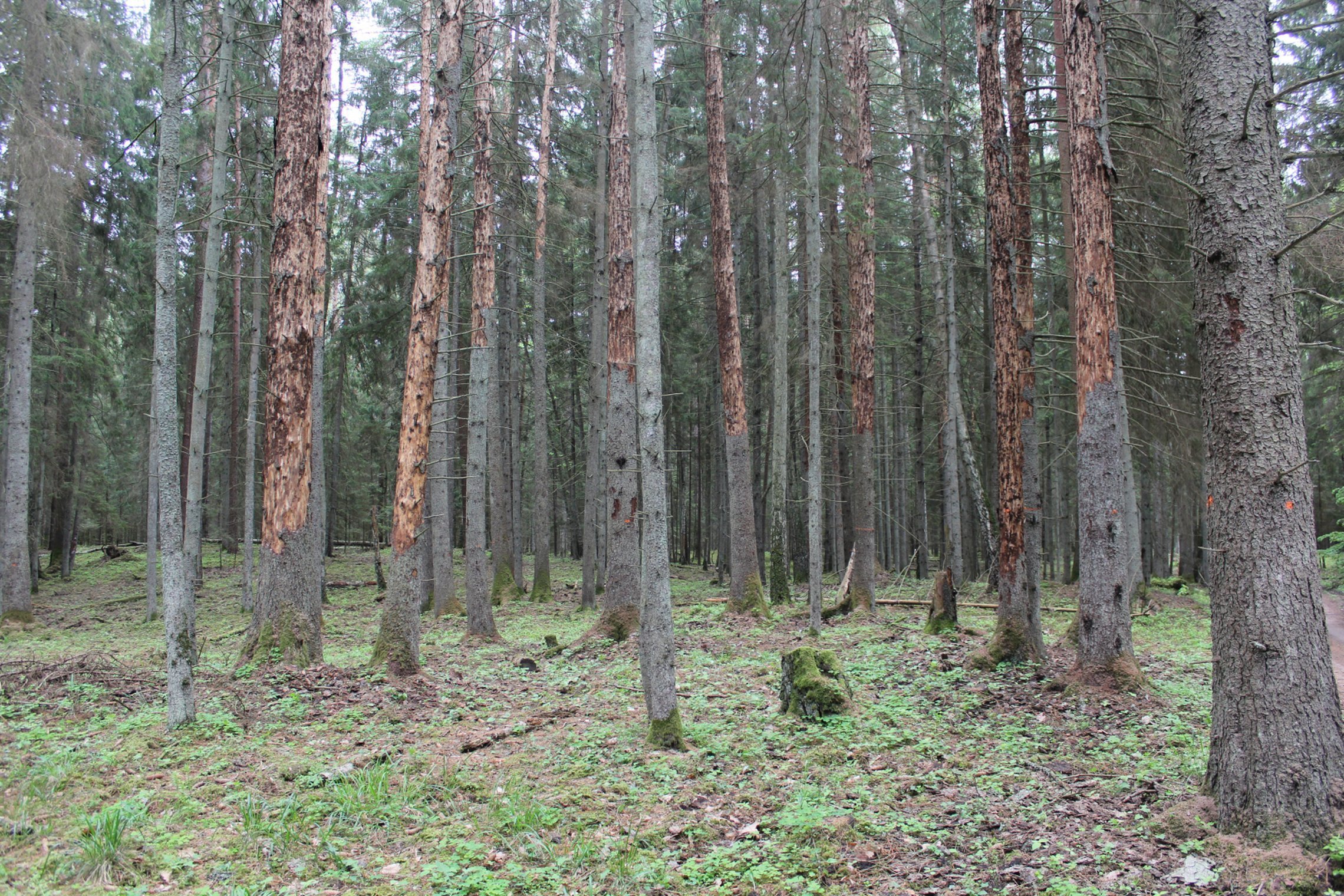 Iliustracija