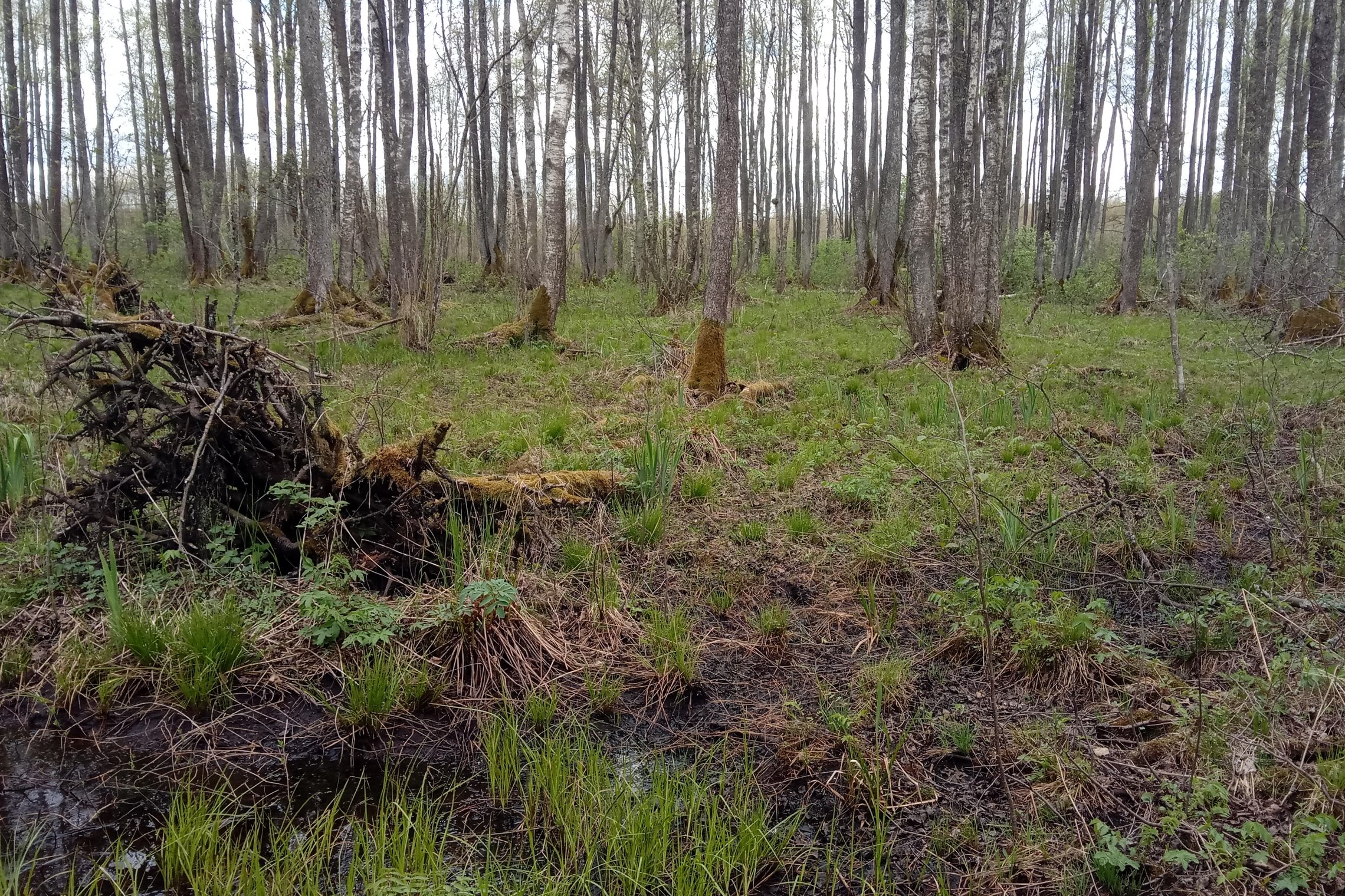 Iliustracija
