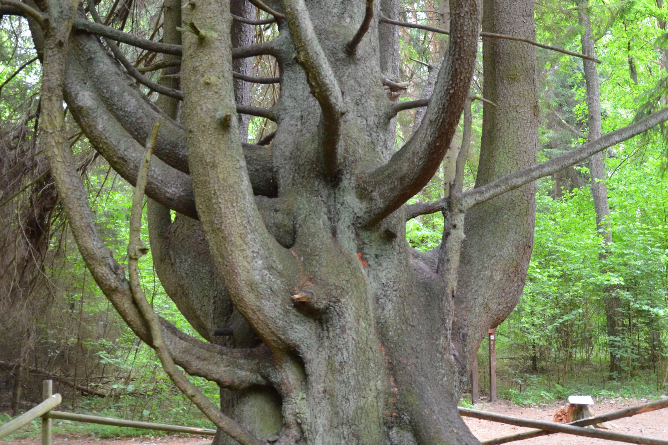 Iliustracija